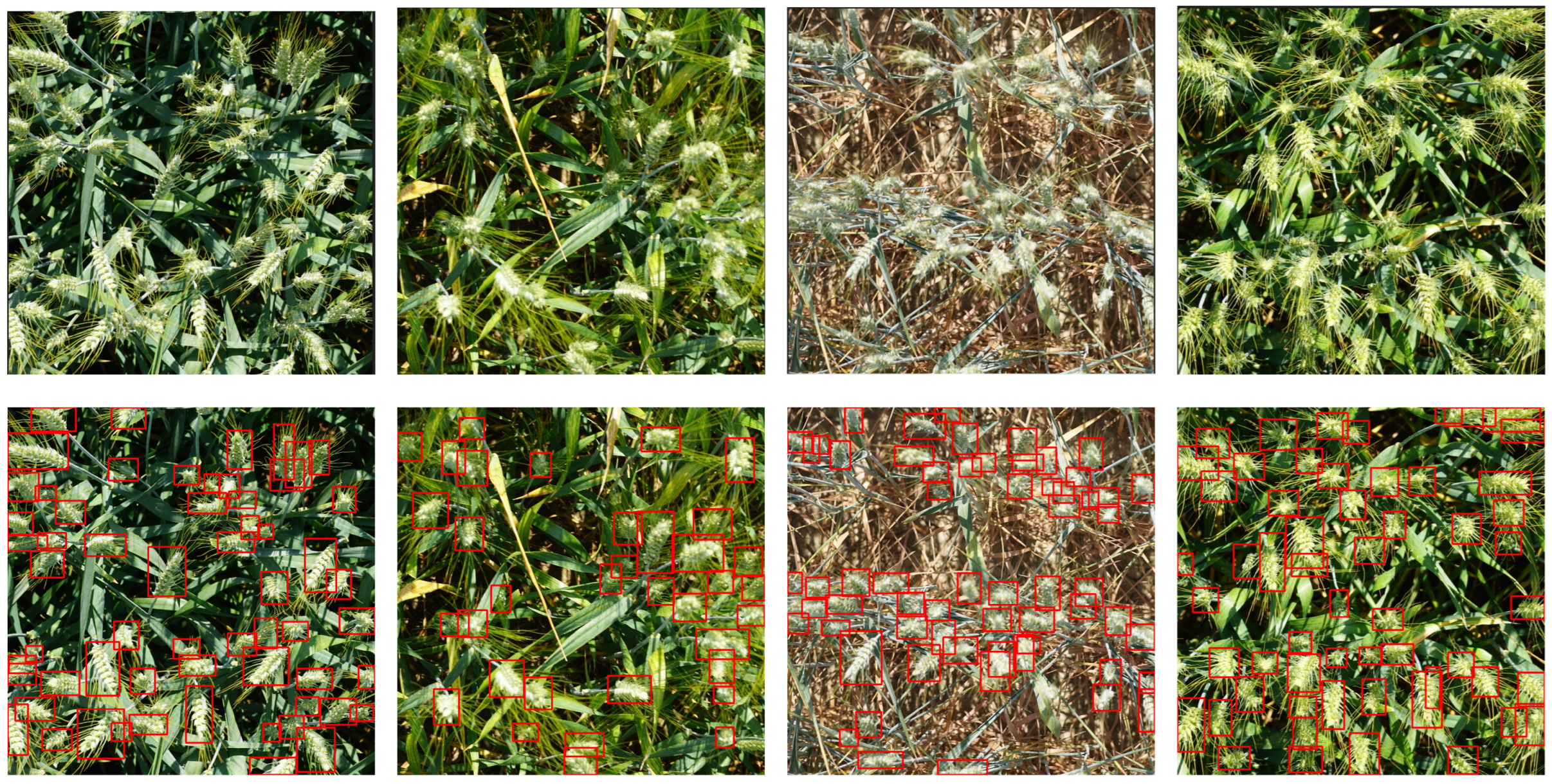 Agriculture 14 00899 g007