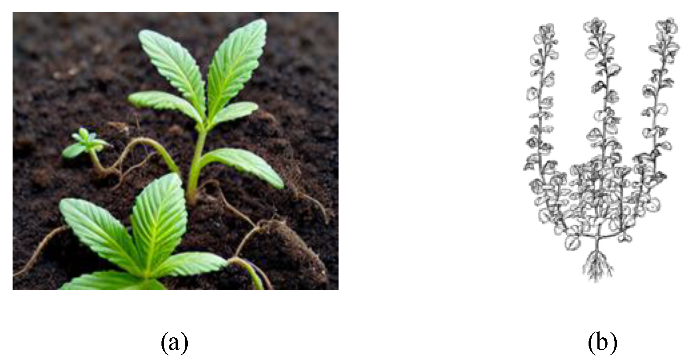 Agriculture 14 00910 g002