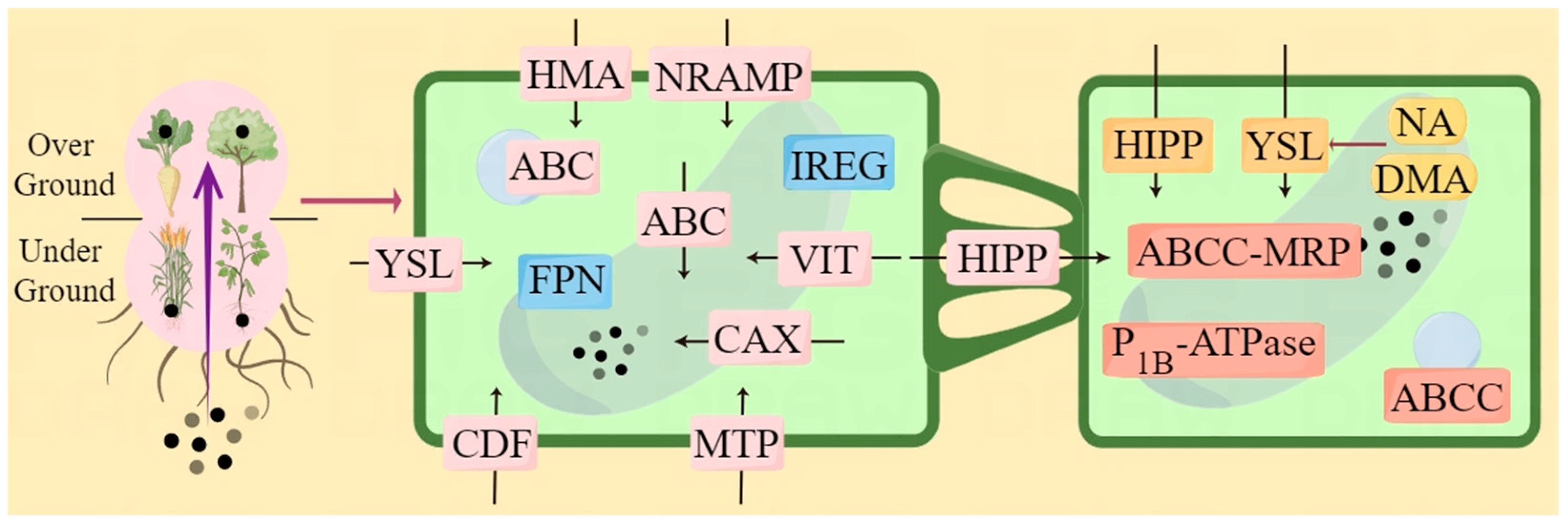 Agriculture 14 00914 g002