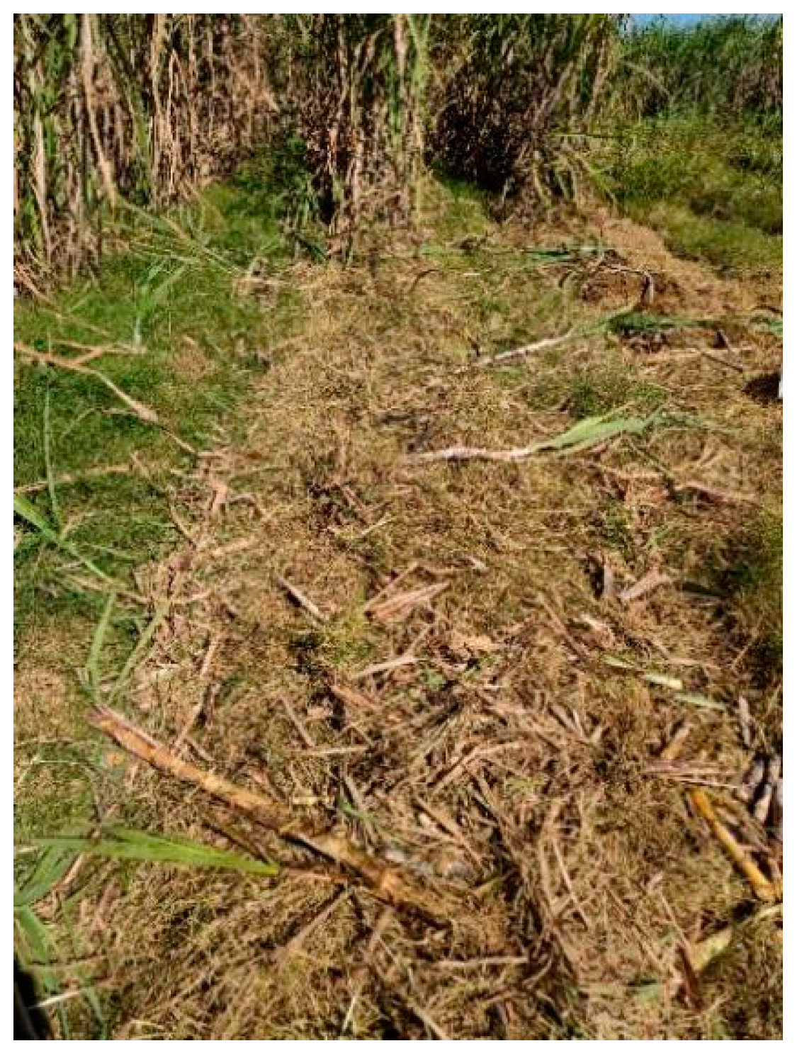 Agriculture 14 00916 g012