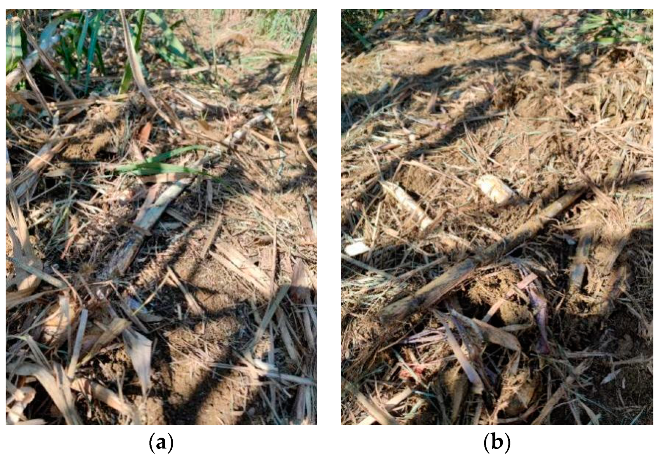 Agriculture 14 00916 g014