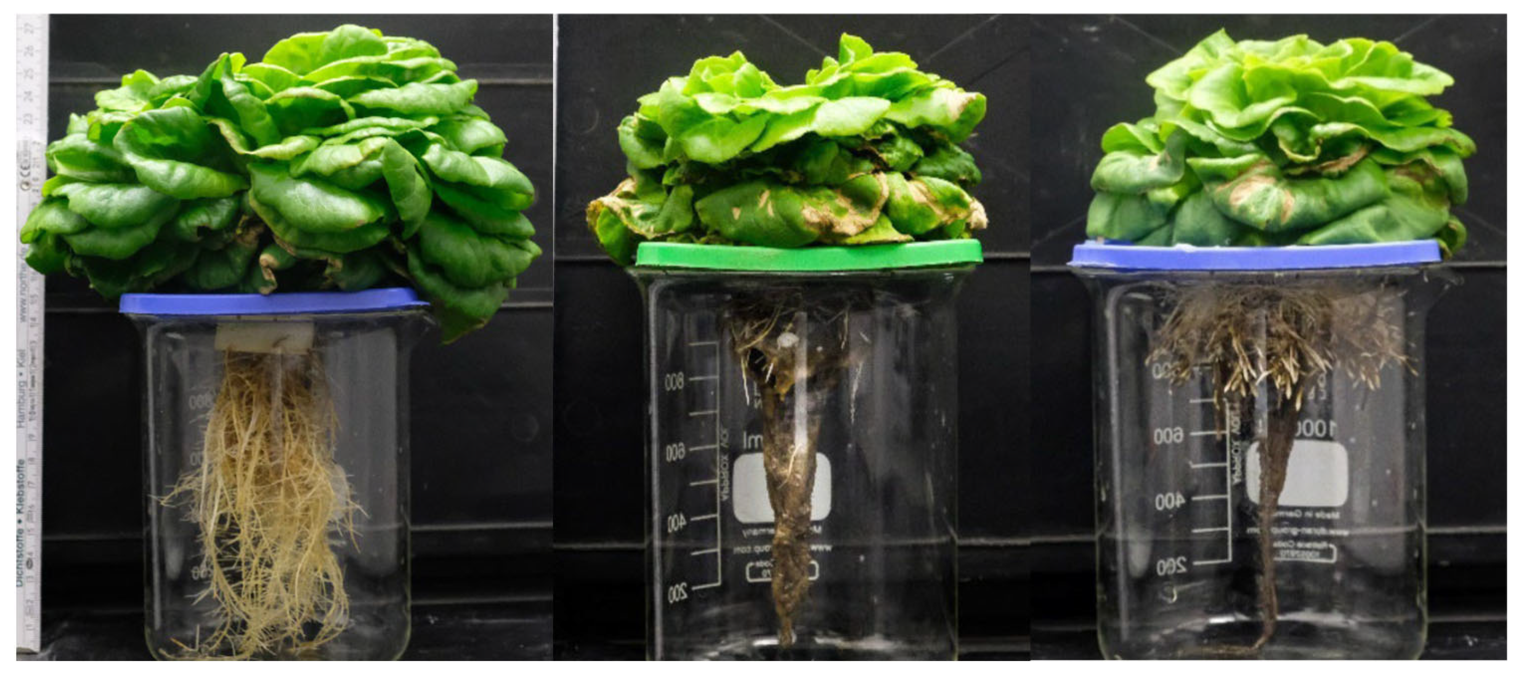 Agriculture 14 00928 g008