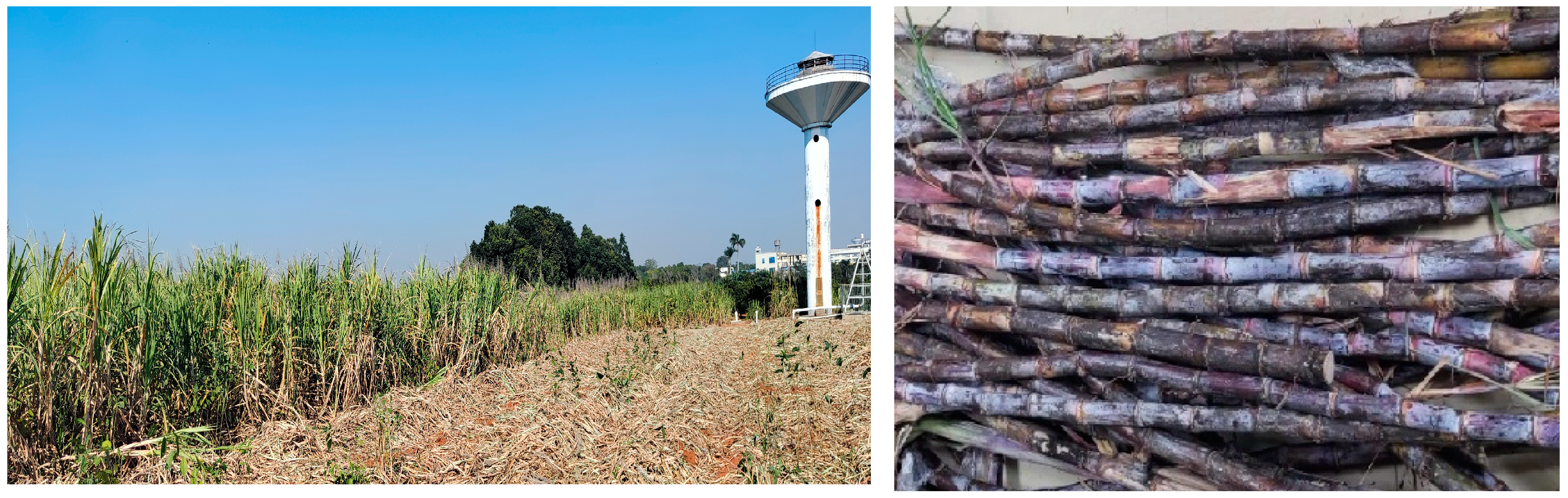 Agriculture 14 00953 g001