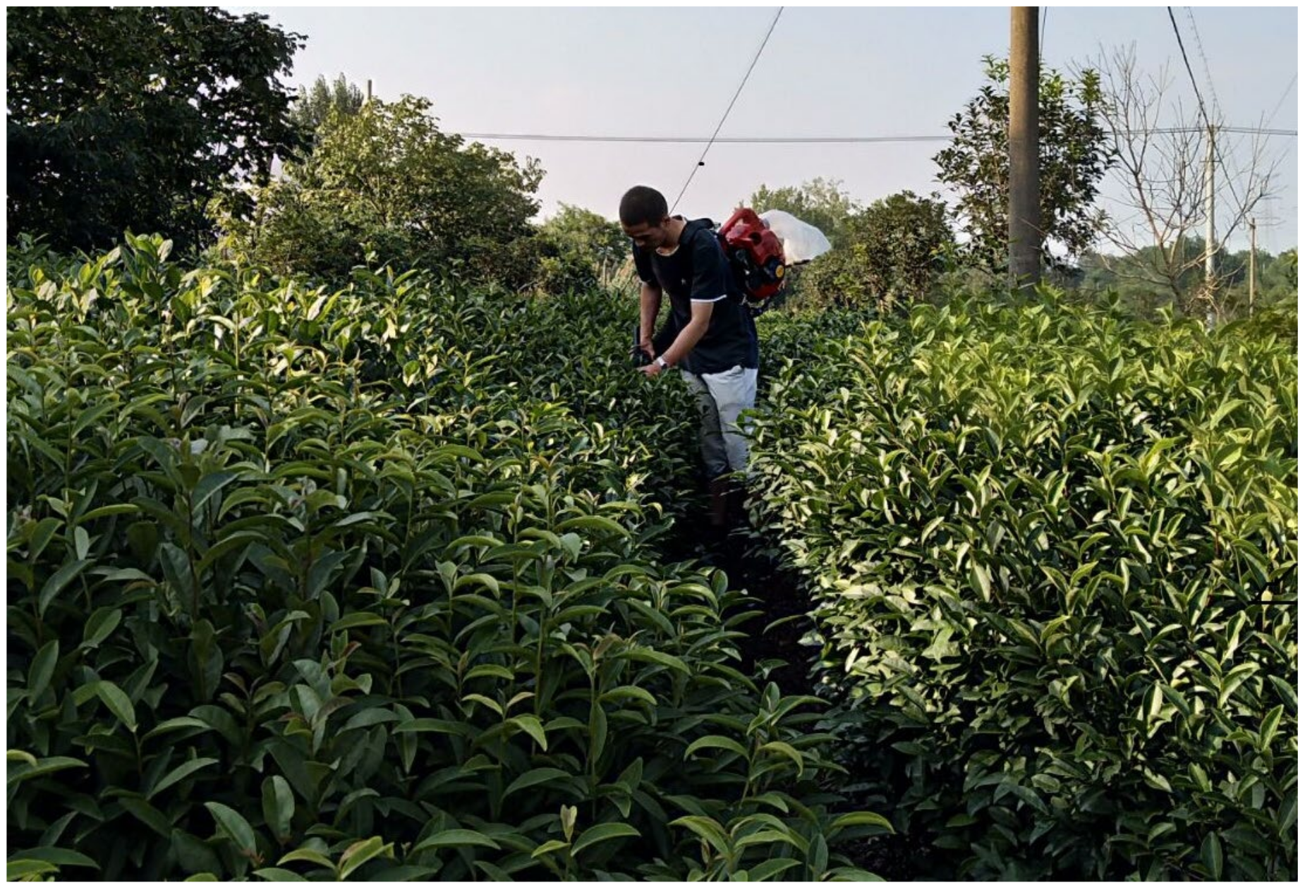 Agriculture 14 00964 g004