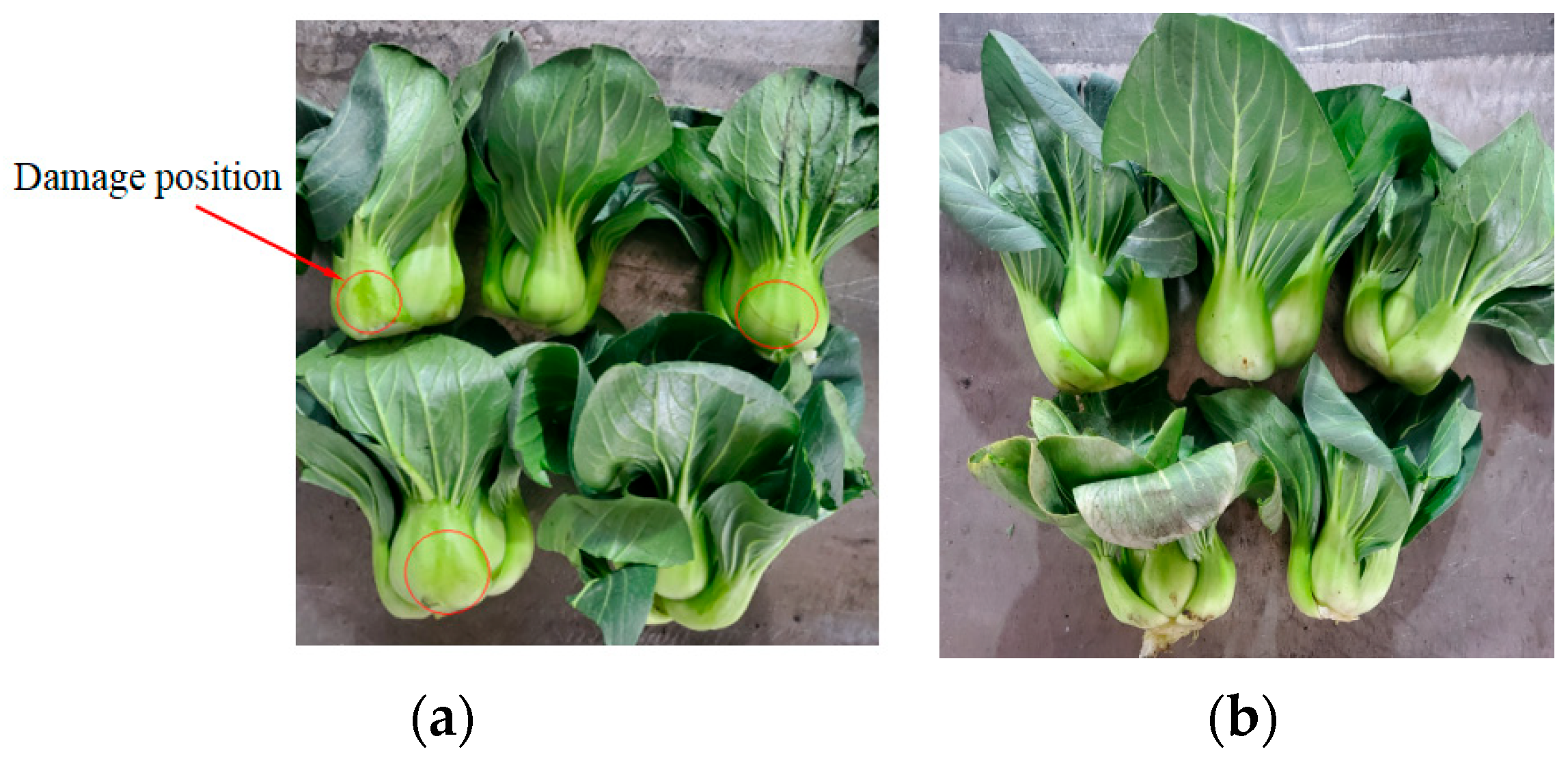 Agriculture 14 00967 g012