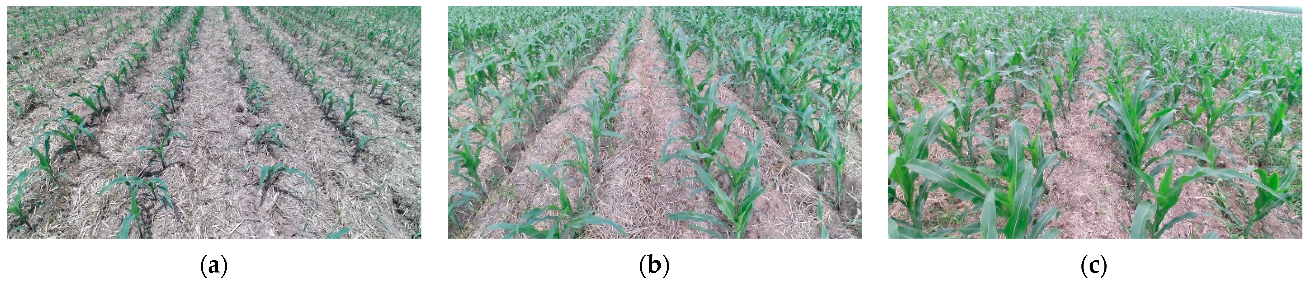 Agriculture 14 00969 g002