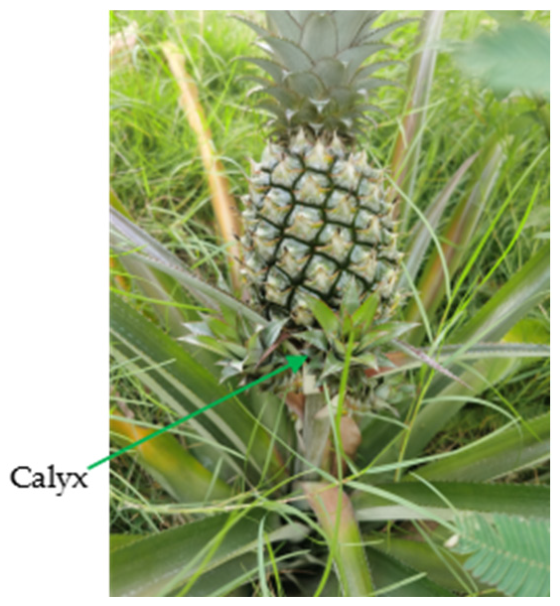 Agriculture 14 00975 g012