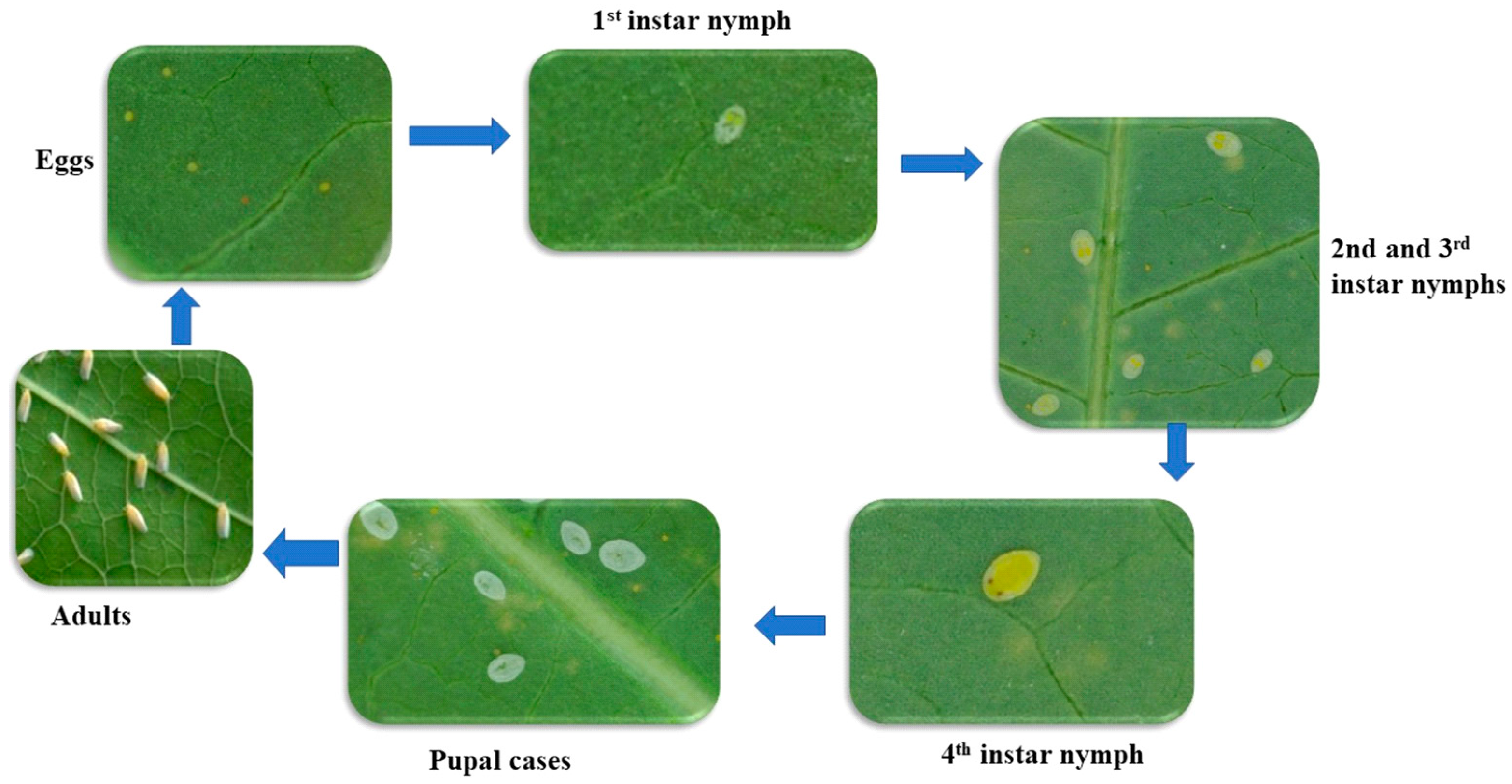 Agriculture 14 01016 g001