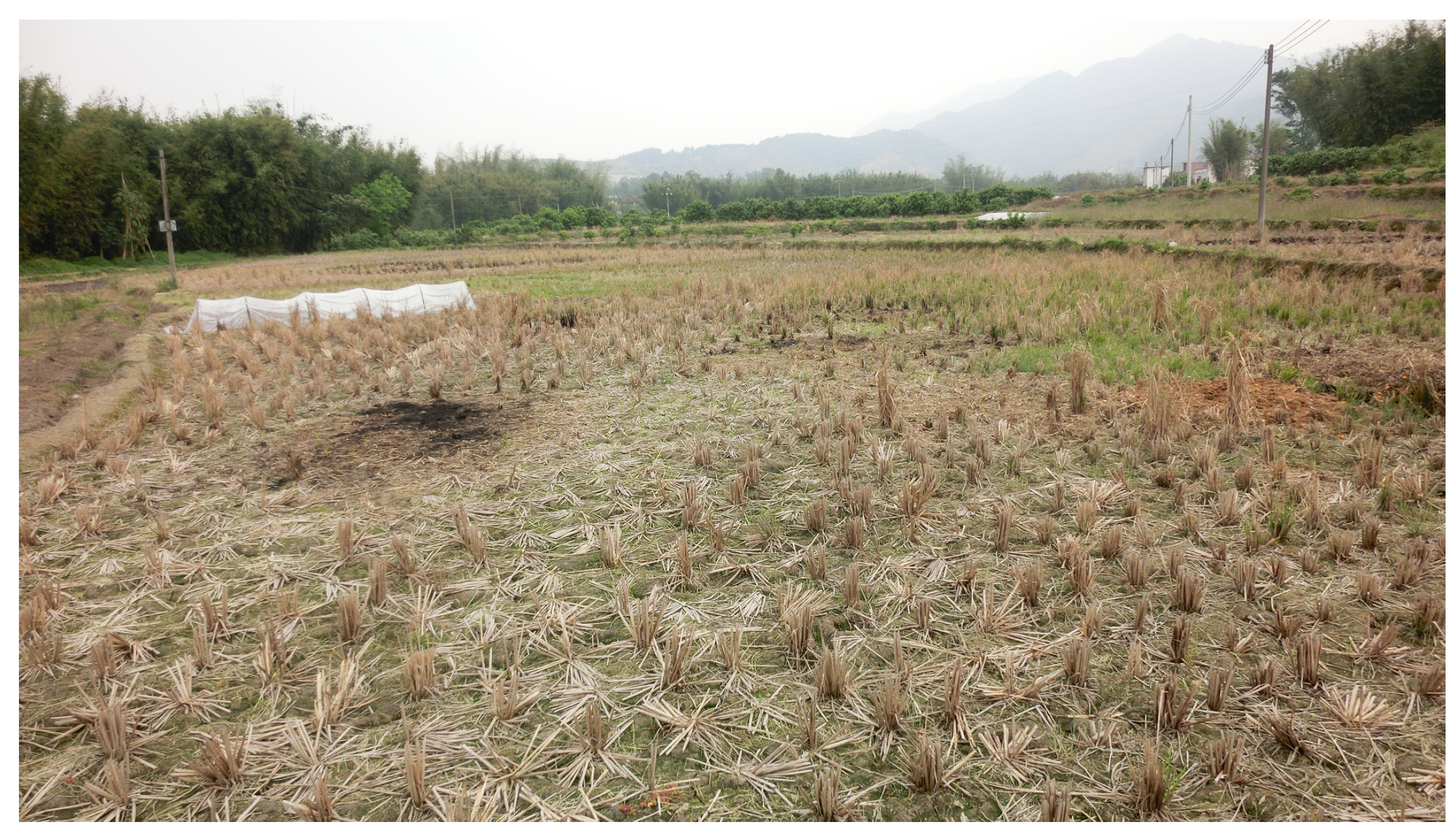 Agriculture 14 01061 g001