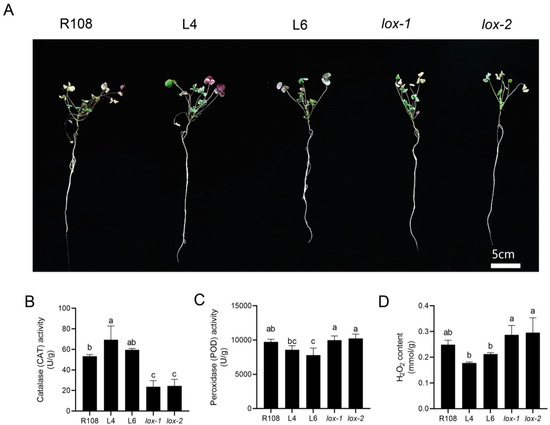 Transcriptomic Analysis Reveals the Mechanism of MtLOX24 in