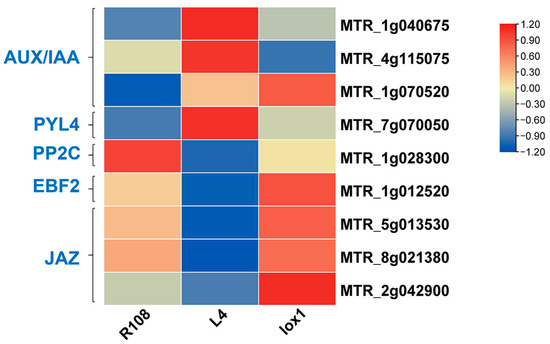 Transcriptomic Analysis Reveals the Mechanism of MtLOX24 in