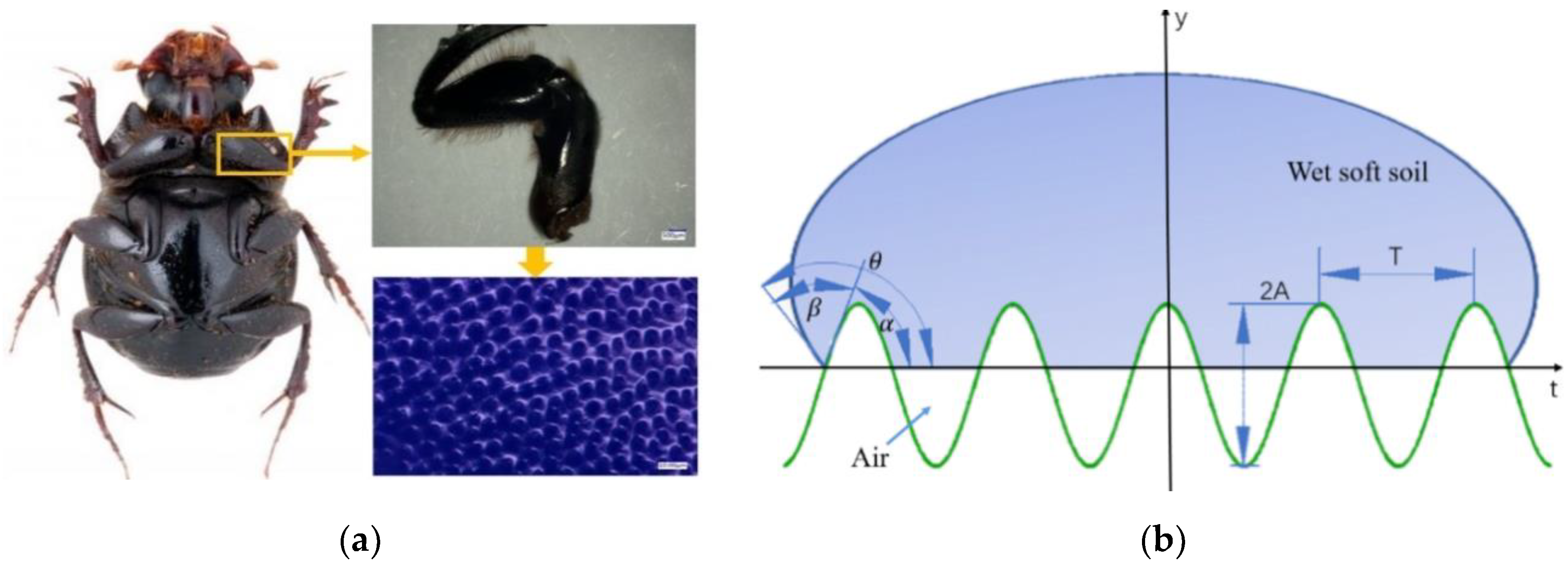 Agriculture 14 01079 g005