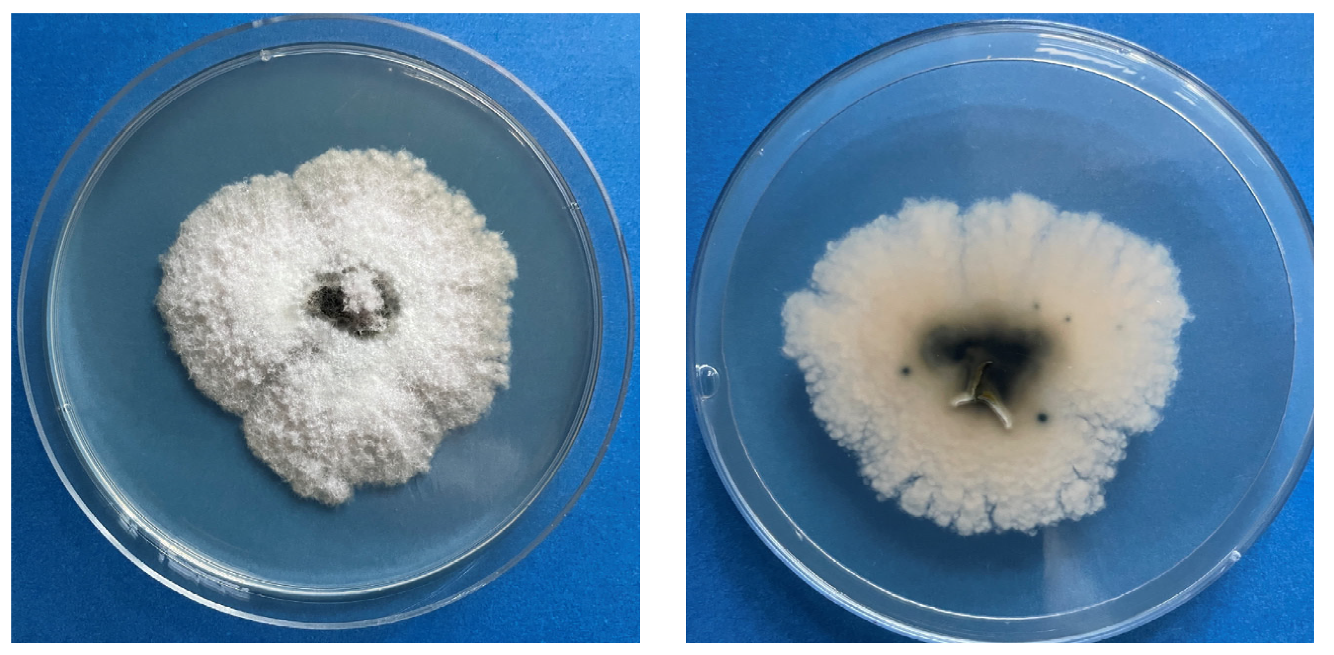 Agriculture 14 01080 g001