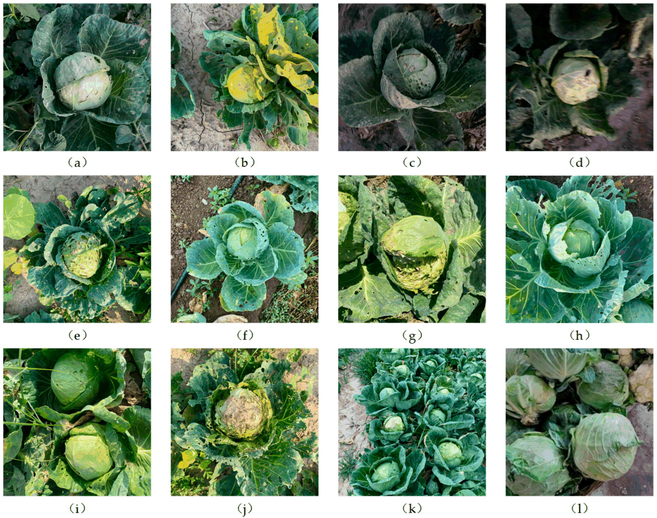 Agriculture 14 01125 g001