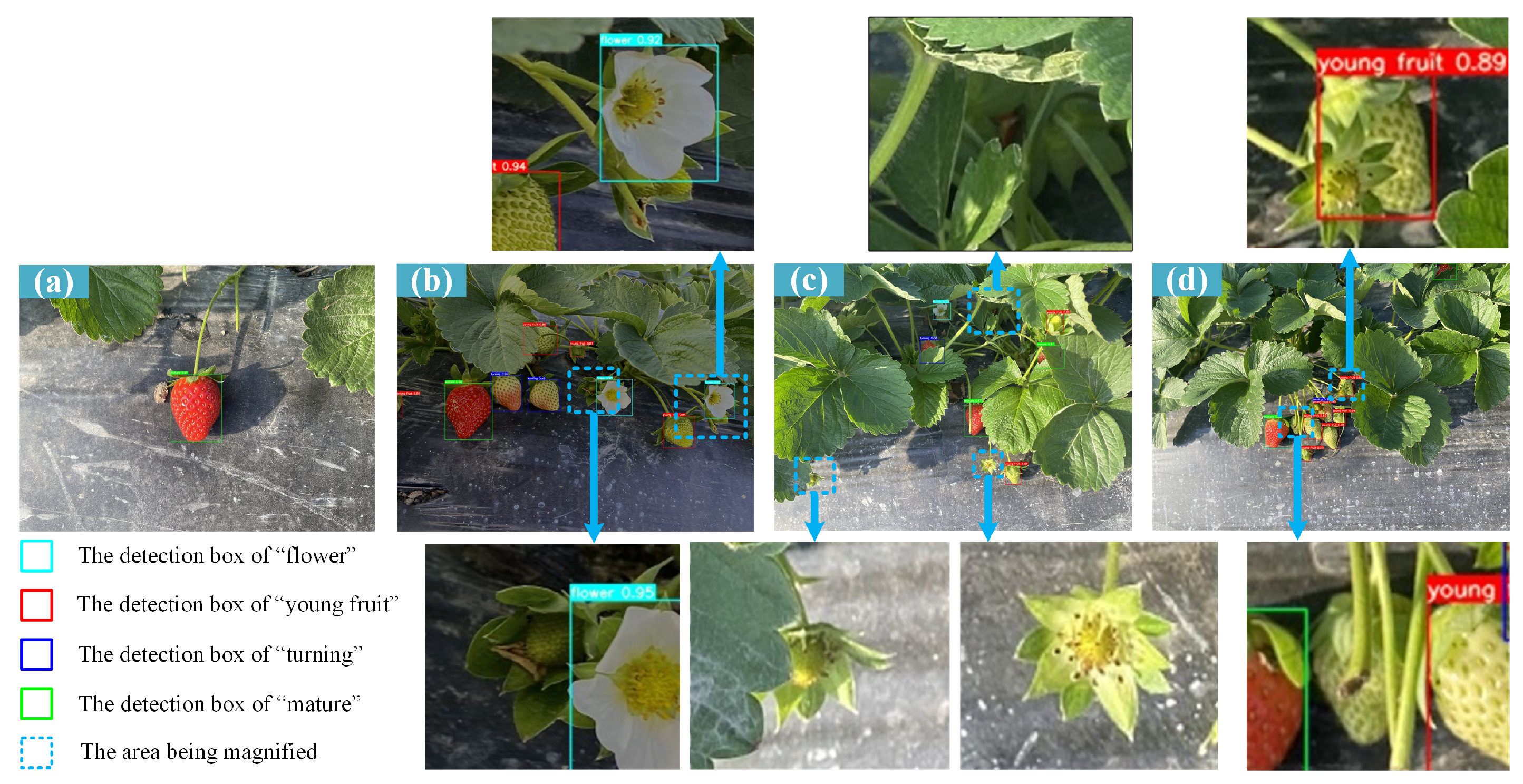 Agriculture 14 01132 g006