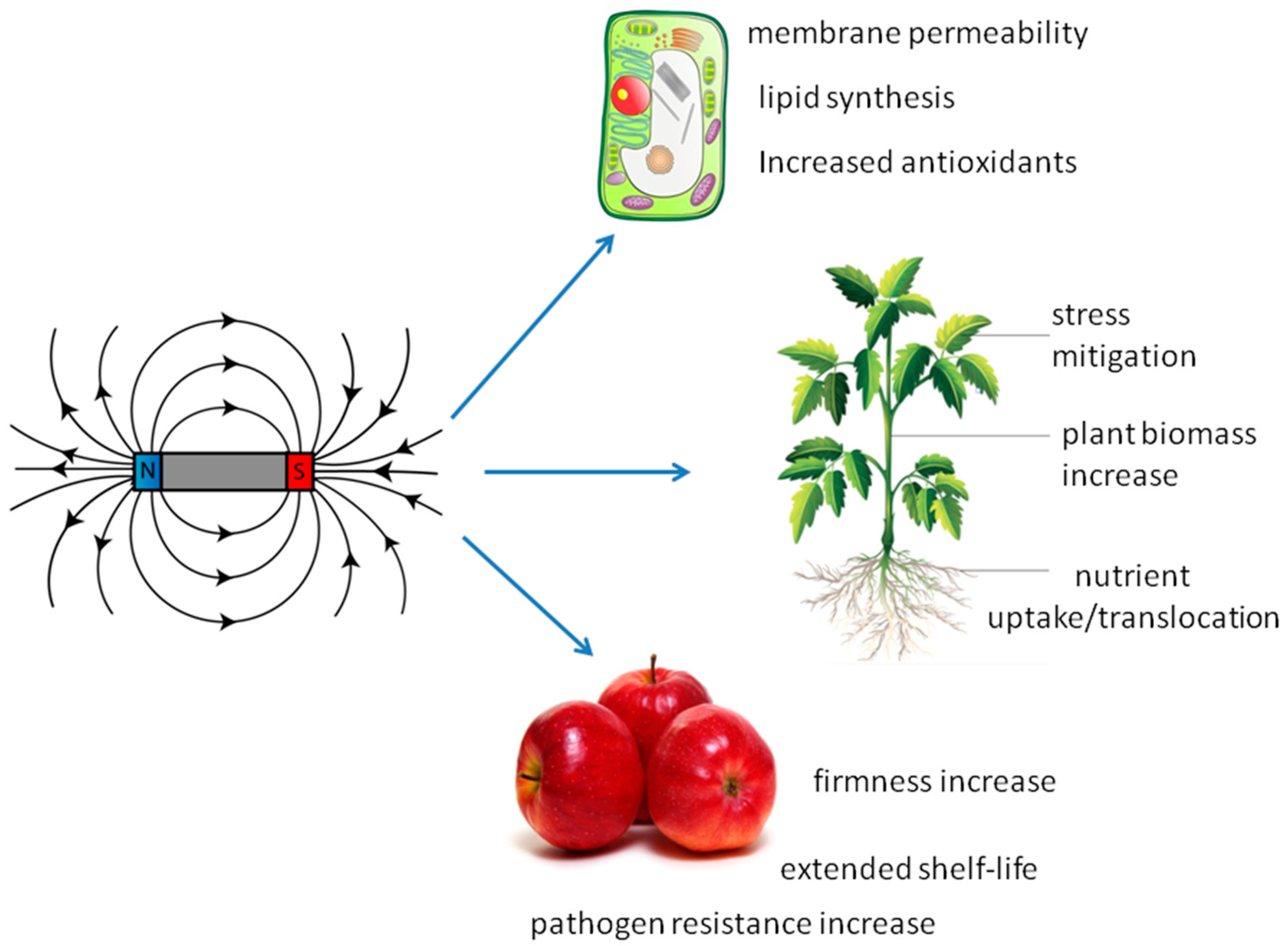 Effect of Magnetic Field and UV-C Radiation on Postharvest Fruit