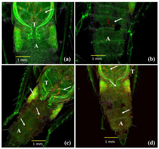 Wolbachia Transinfection and Effect on the Biological Traits
