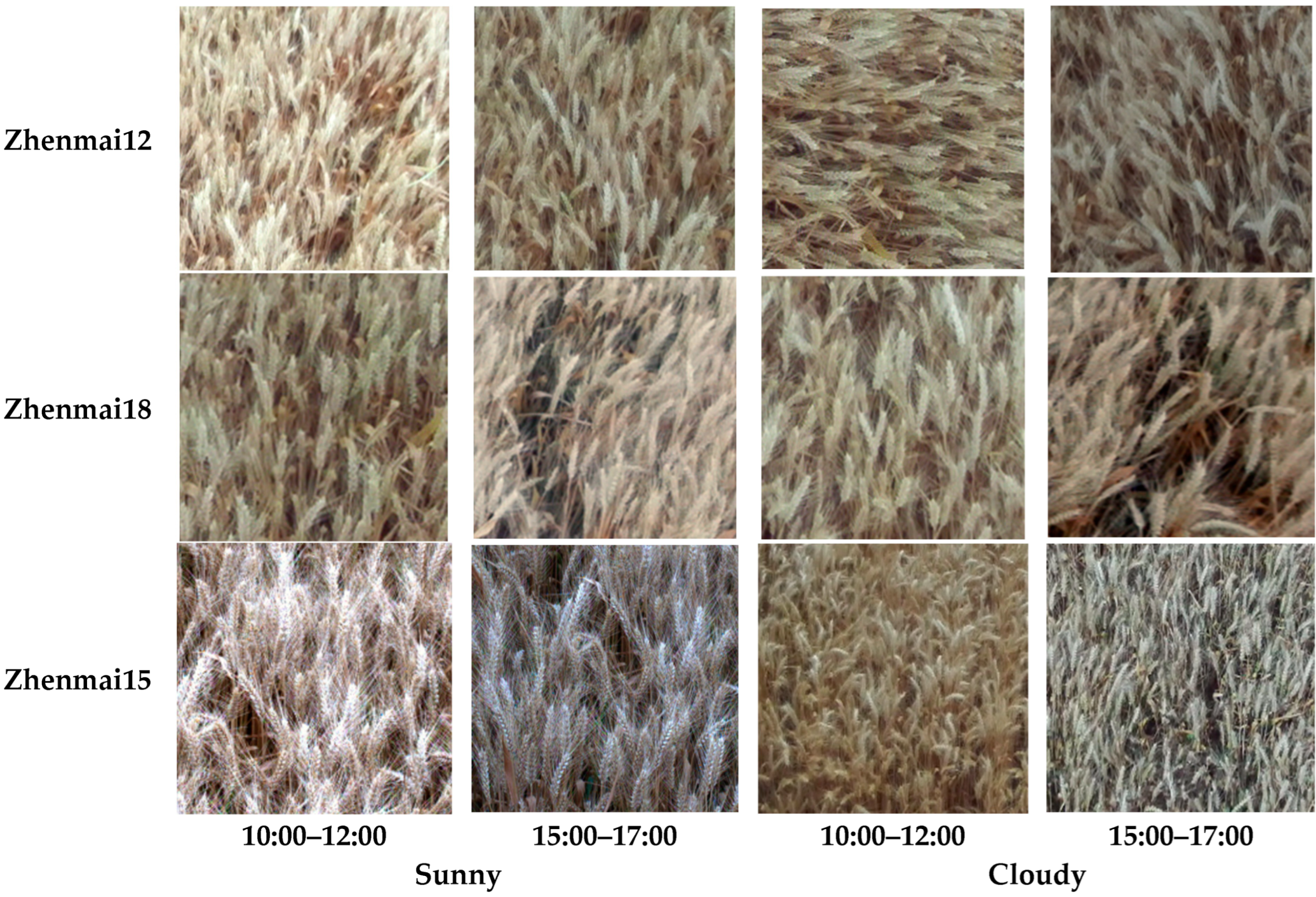 Agriculture 14 01251 g004