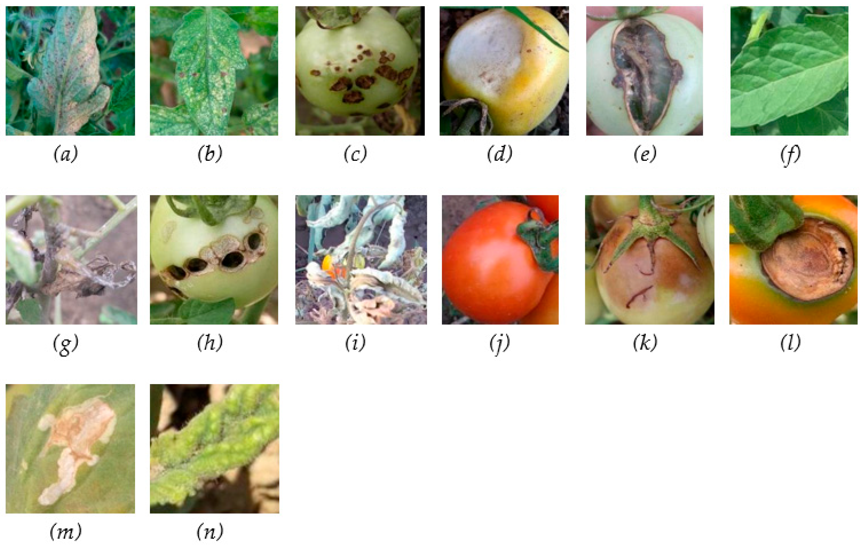 Agriculture 14 01252 g002