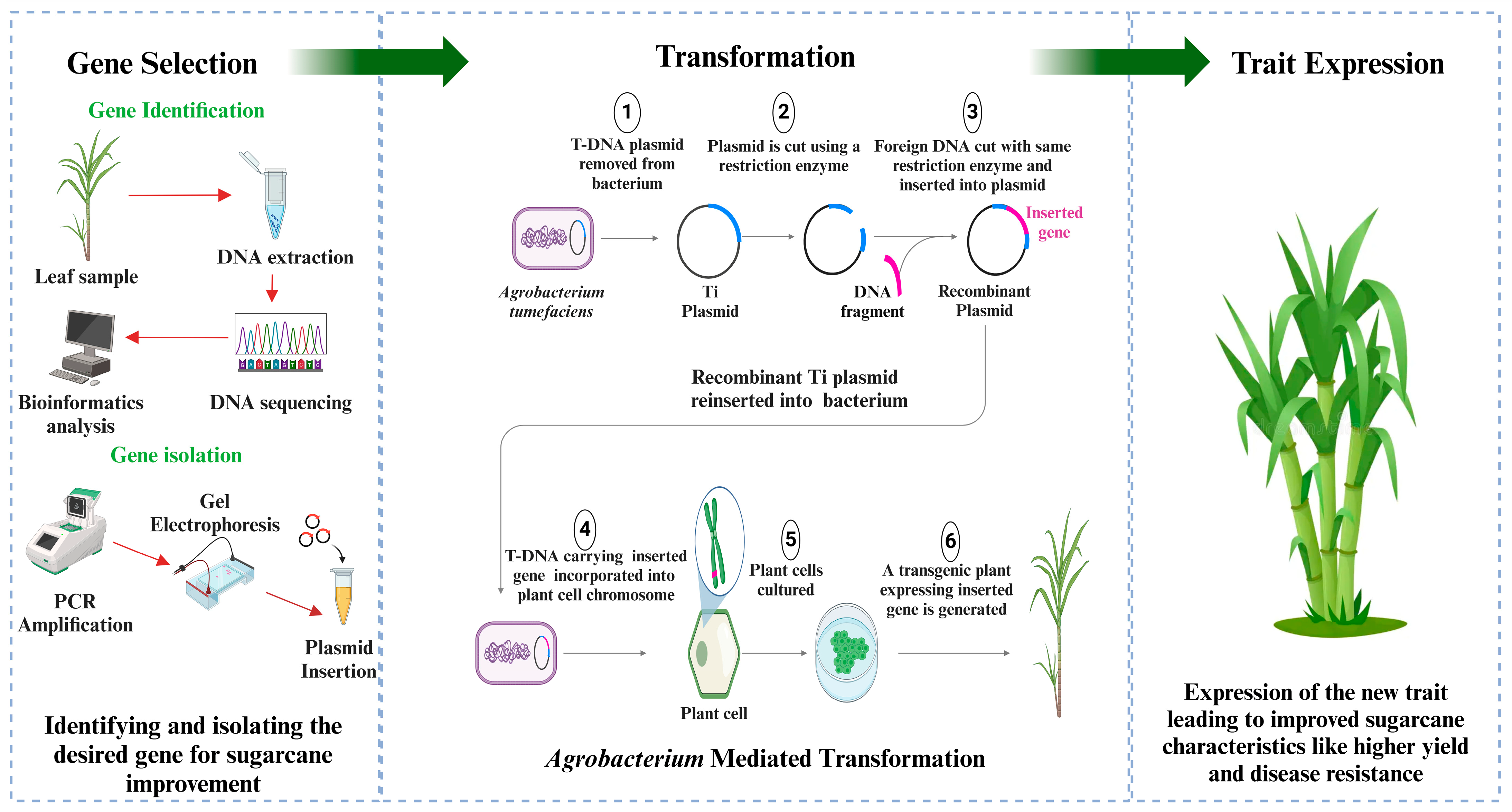 Agriculture 14 01312 g003