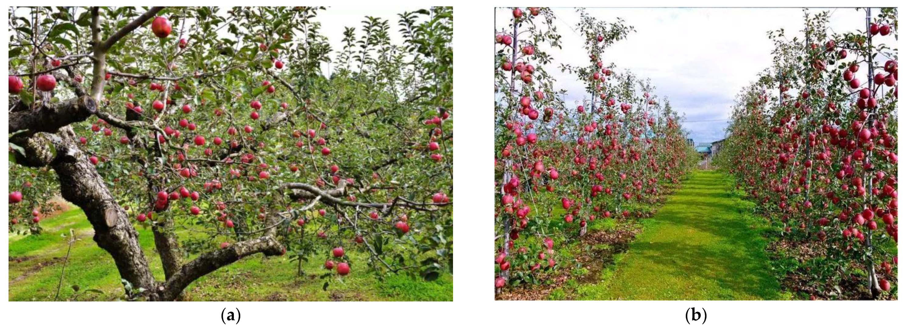 Agriculture 14 01336 g001