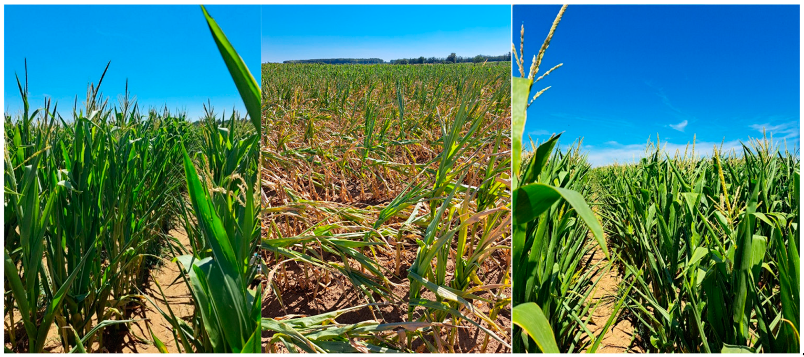 Agriculture 14 01340 g002