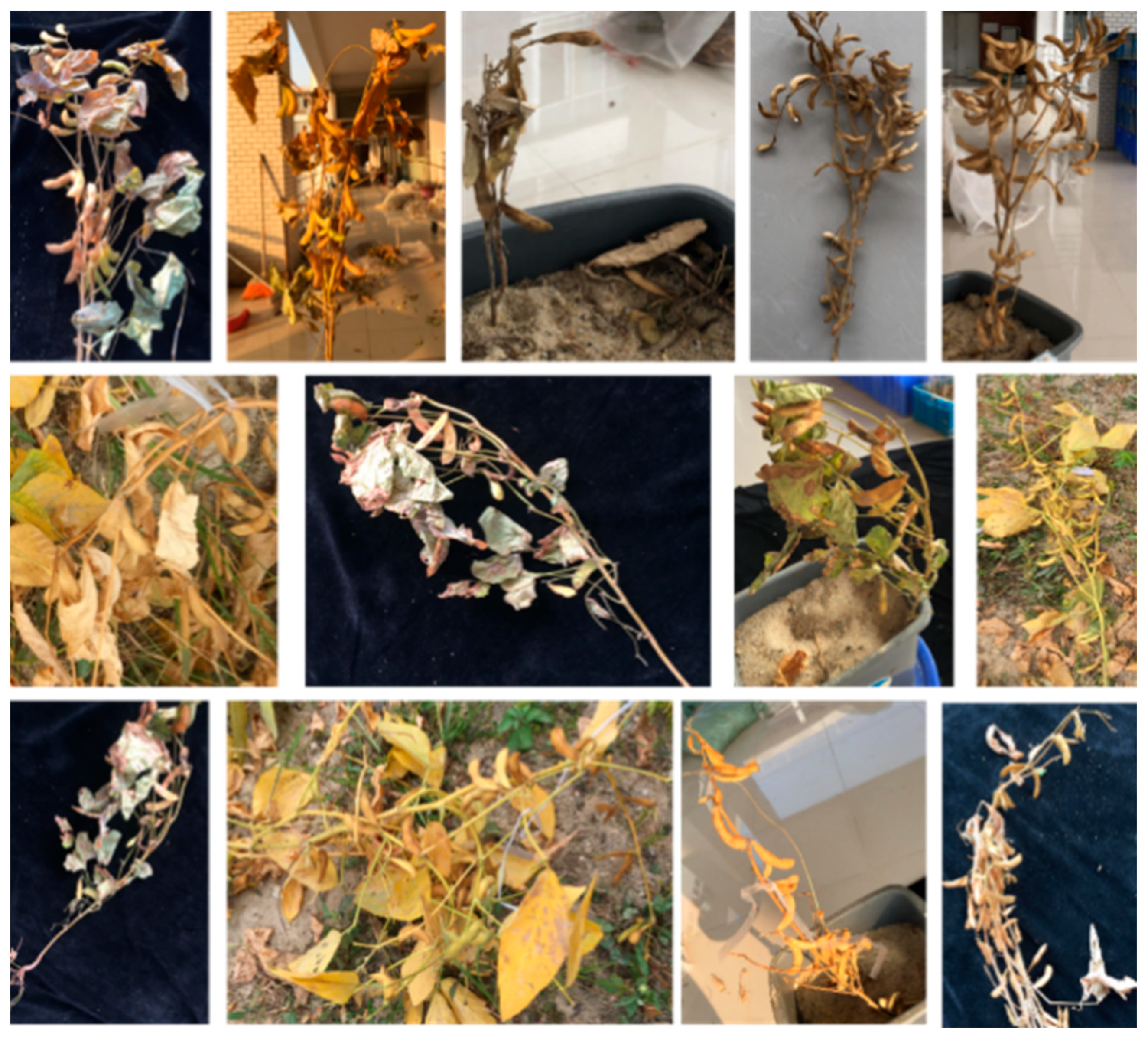 Agriculture 14 01347 g001