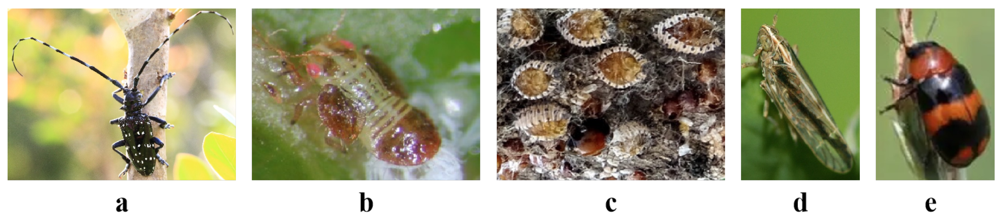 Agriculture 14 01359 g001