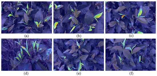 Segmentation Network for Multi-Shape Tea Bud Leaves Based on Attention ...