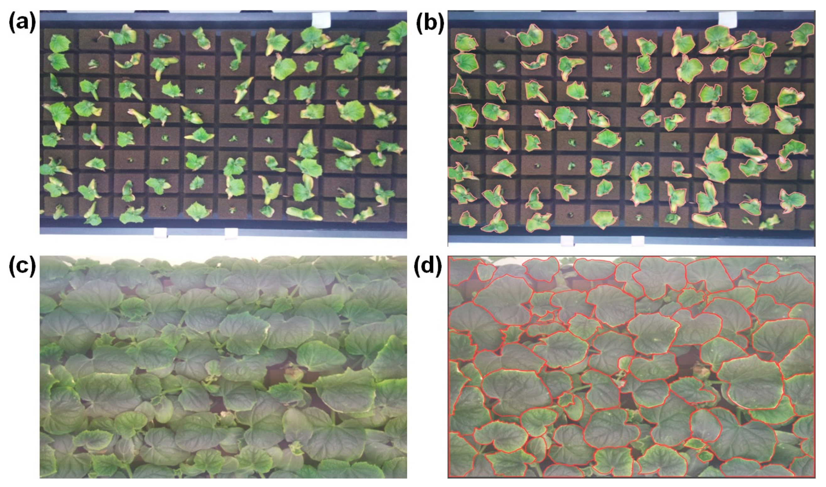 Agriculture 14 01390 g005 Agriculture 14 01390 g005