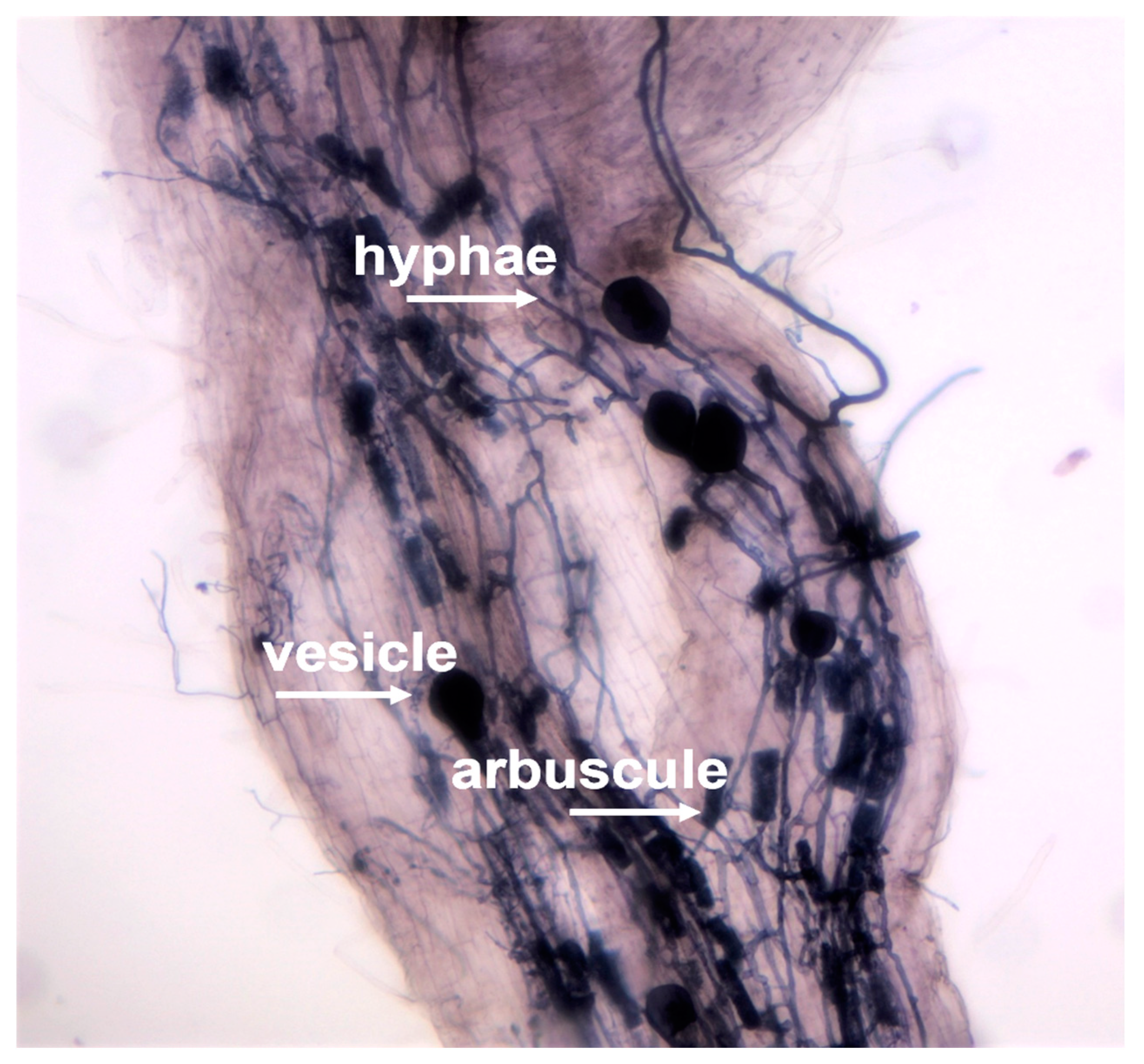 Agriculture 14 01425 g003 Agriculture 14 01425 g003