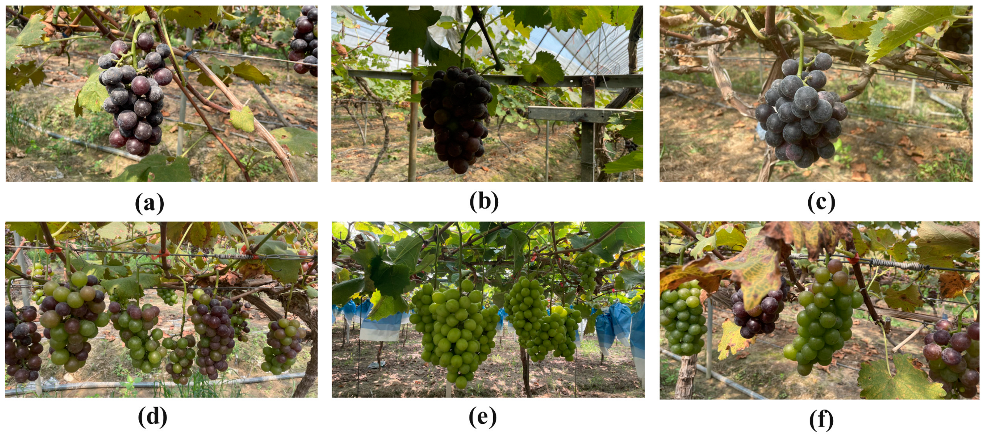 Agriculture 14 01449 g002