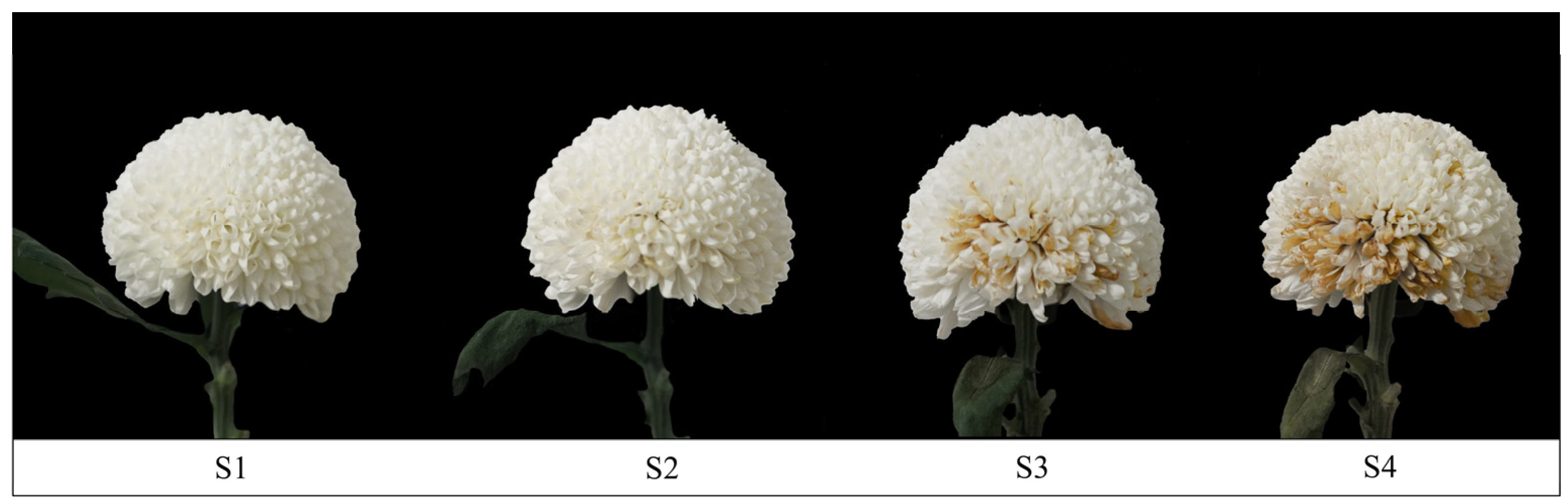 Agriculture 14 01507 g001