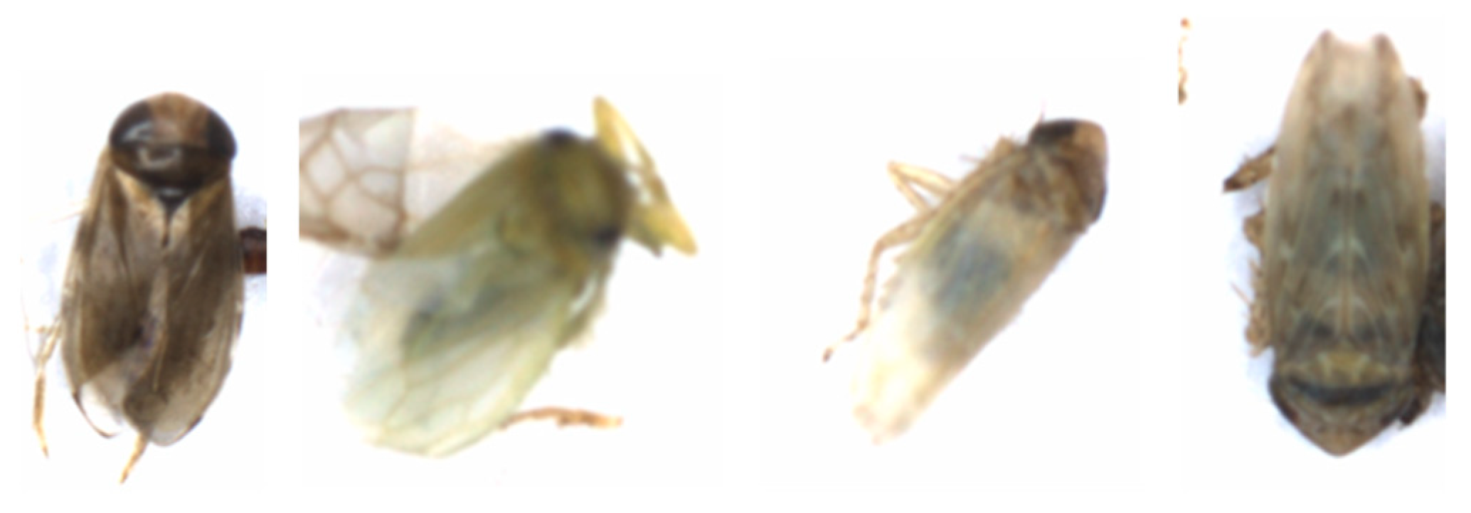 Agriculture 14 01567 g005