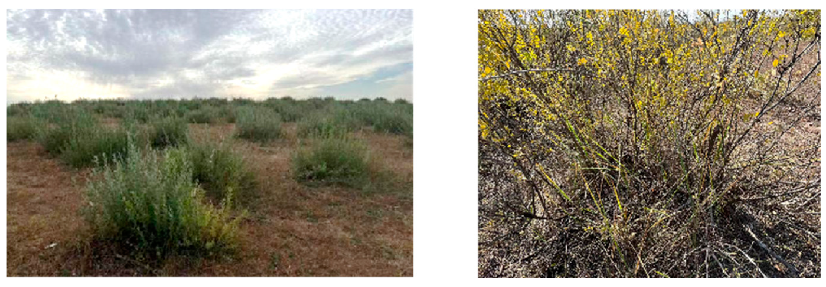 Agriculture 14 01584 g001