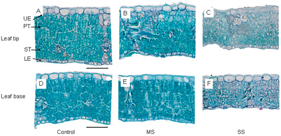 Photosynthetic Performance and Heterogeneous Anatomical