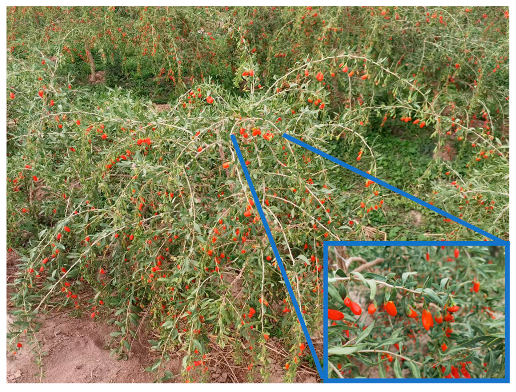 Agriculture 14 01715 g002