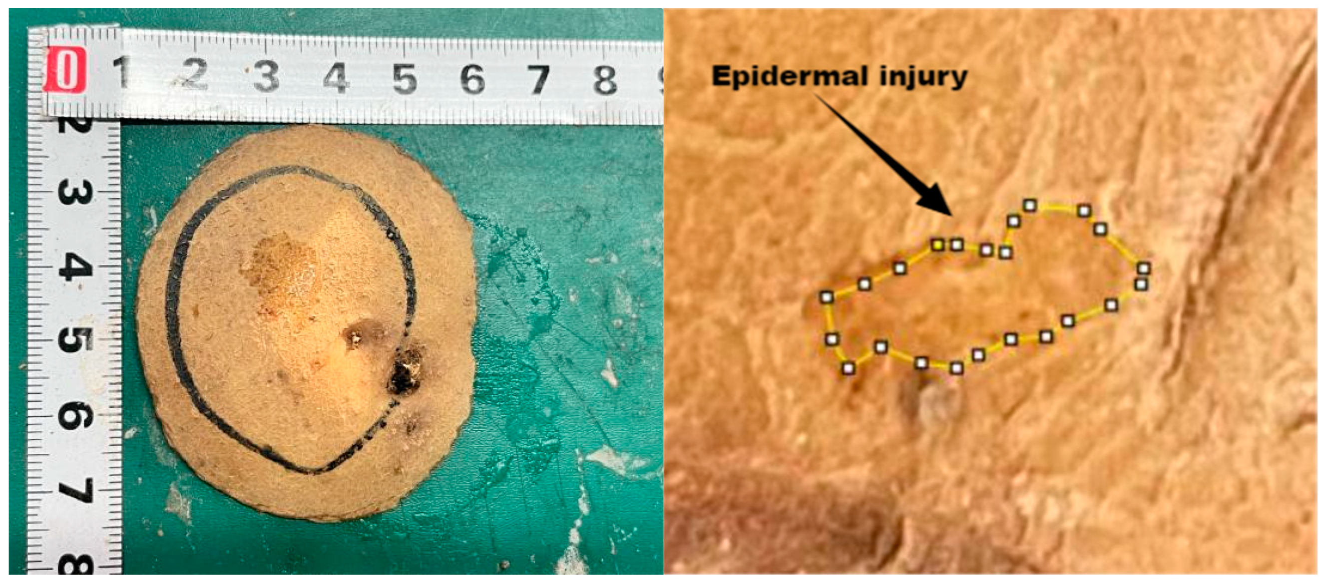 Agriculture 14 01740 g004