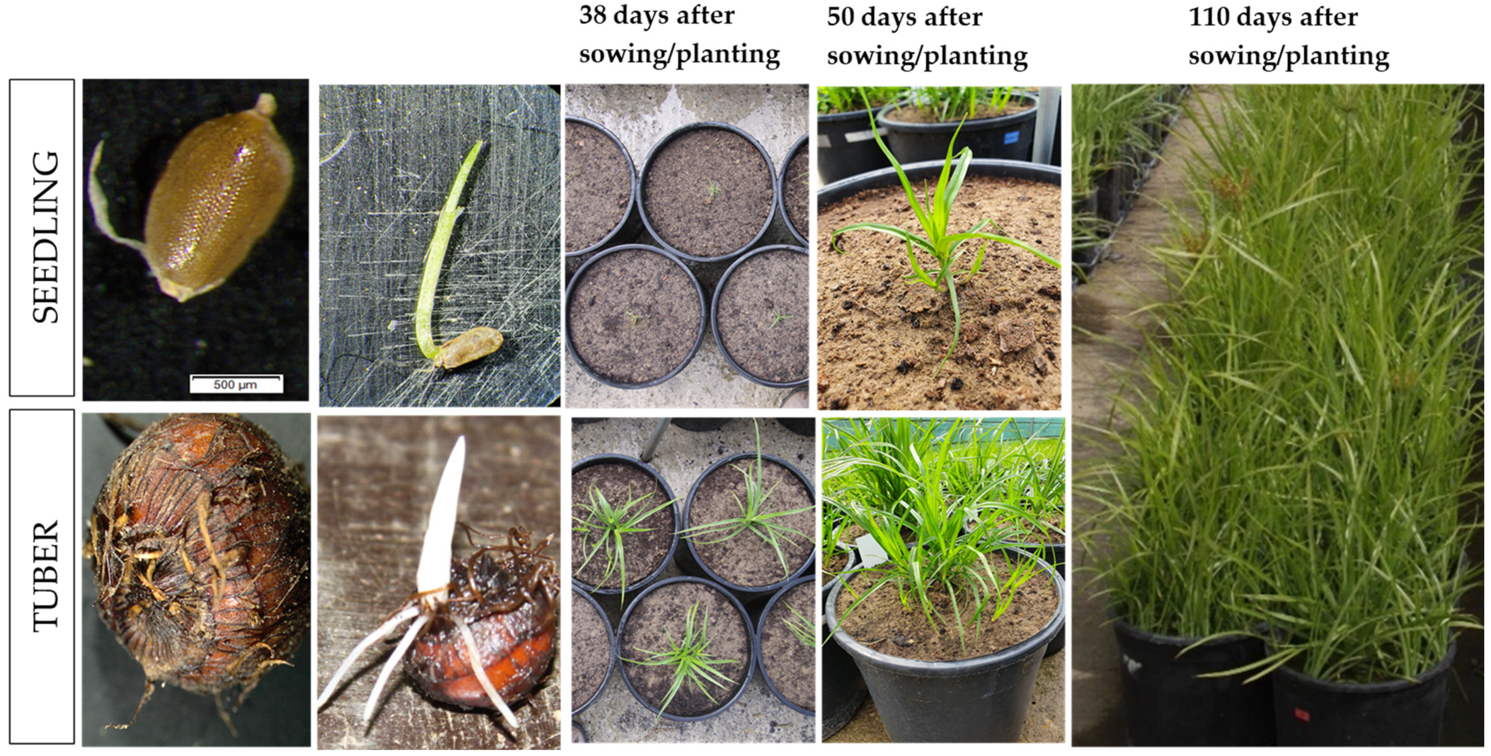 Agriculture 14 01794 g004