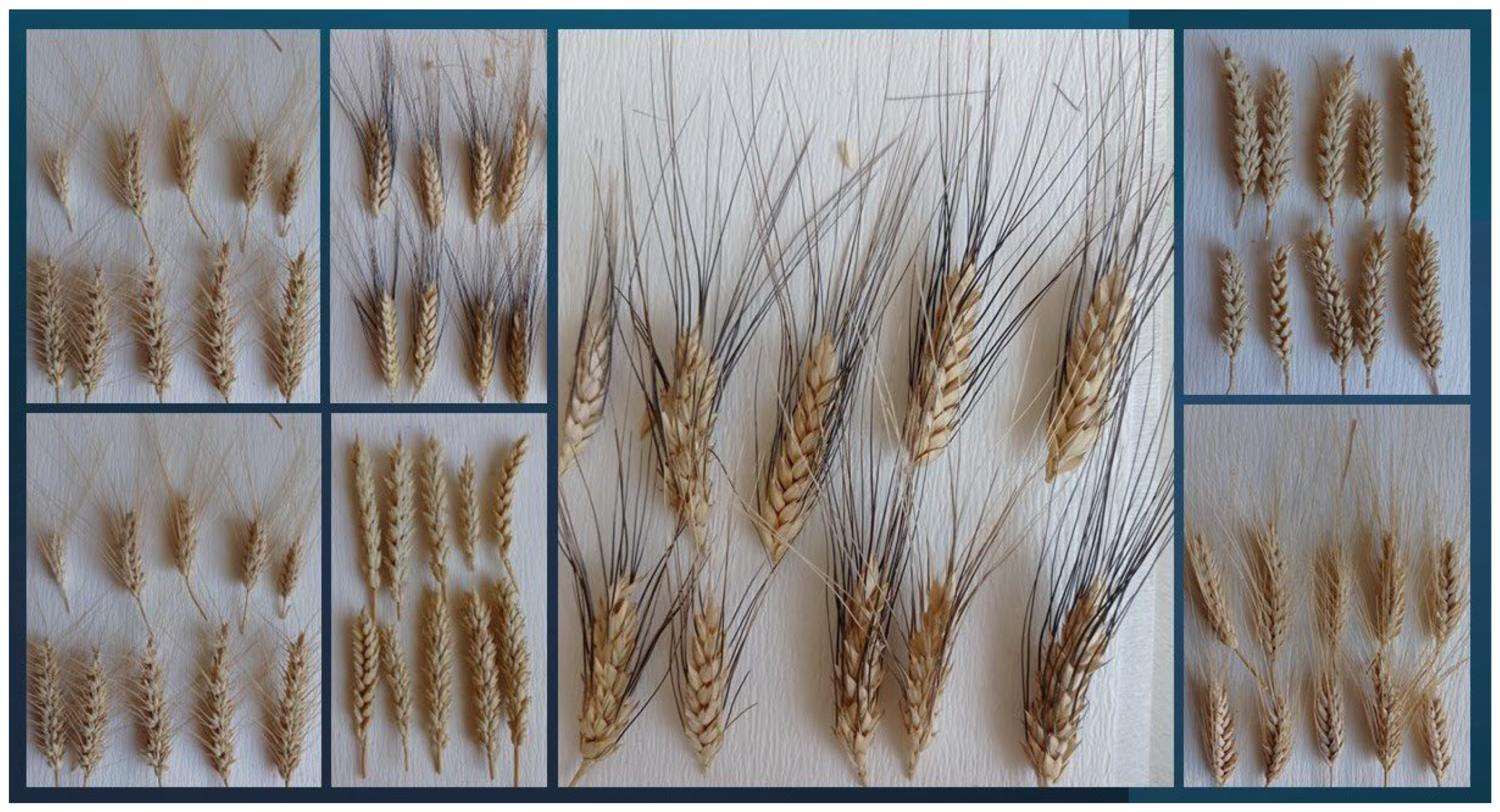 Agriculture 14 01817 g002