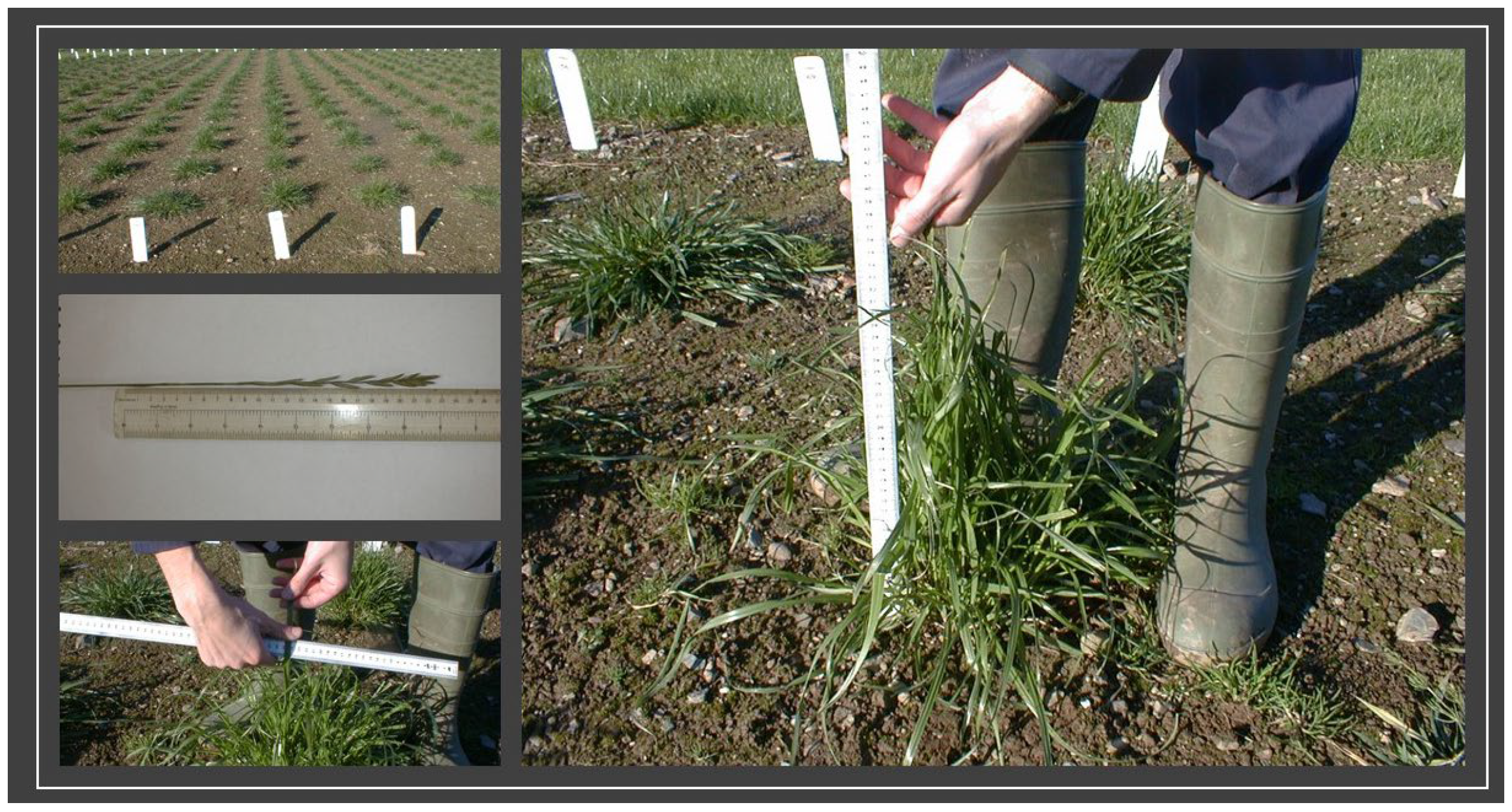 Agriculture 14 01817 g004