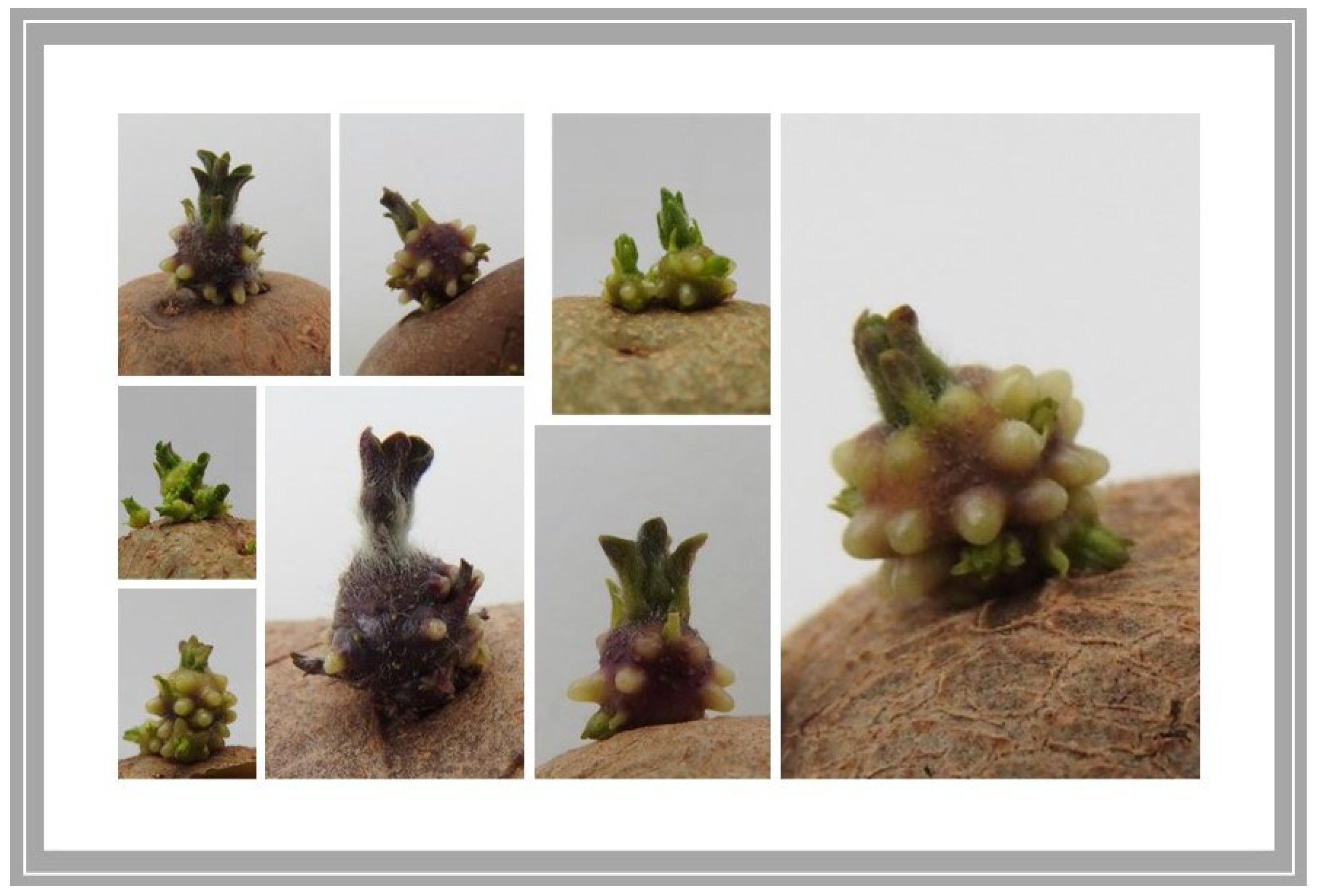 Agriculture 14 01817 g005