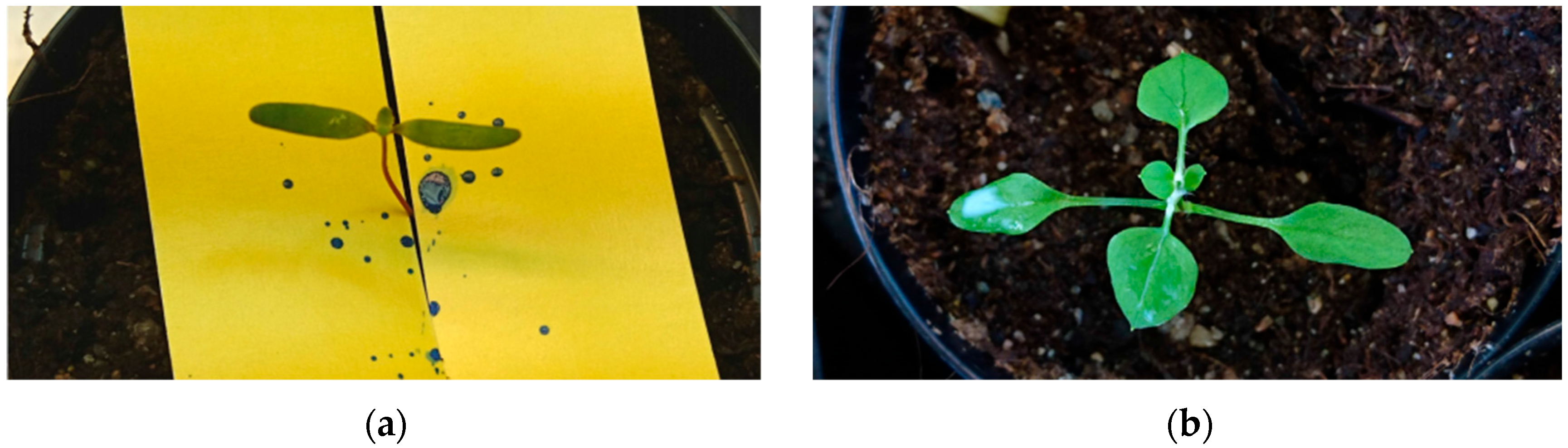 Agriculture 14 01885 g002