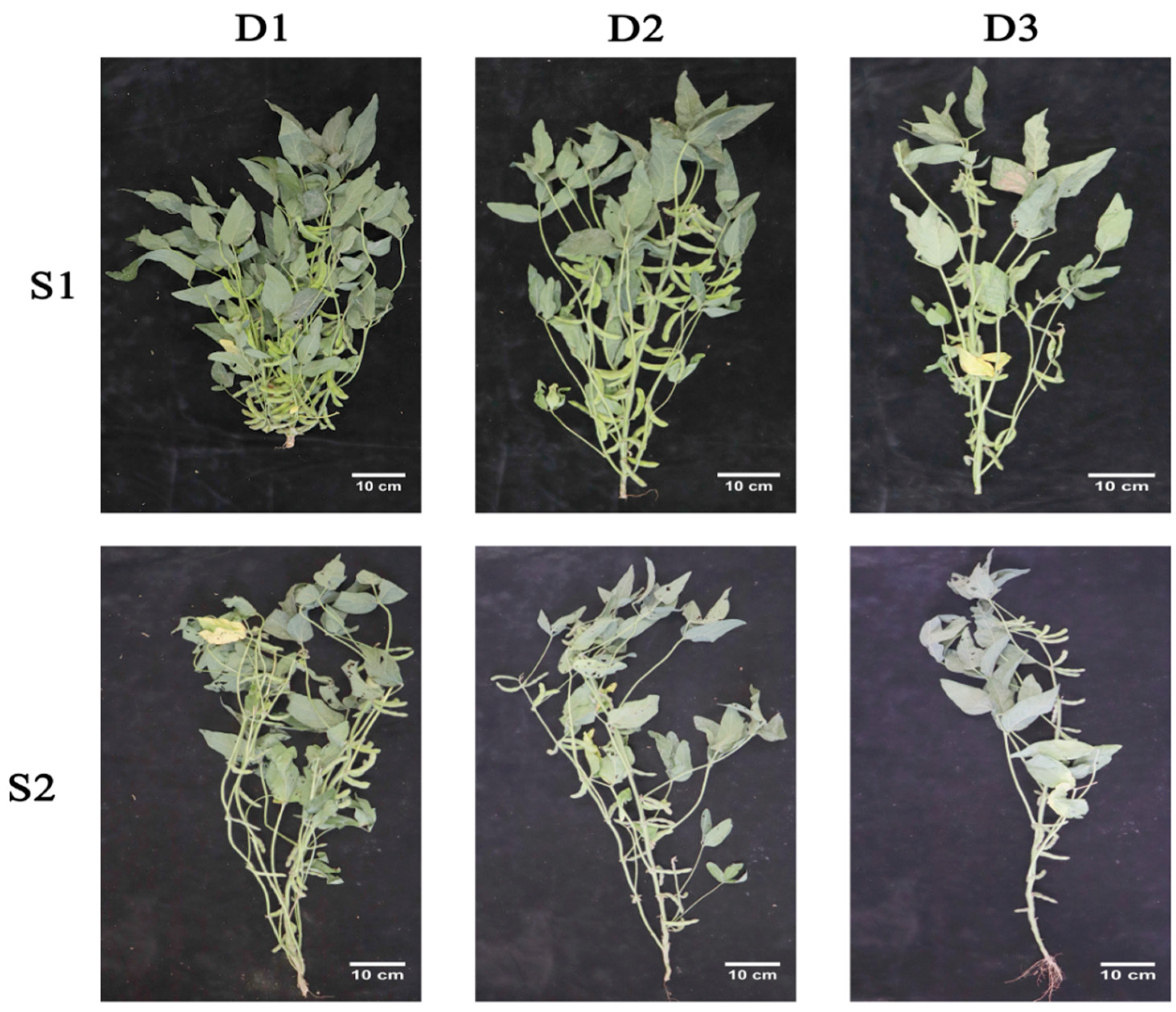 Agriculture 14 01892 g012