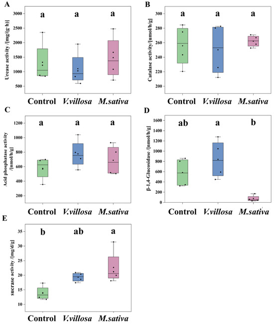 Leguminous Green Manure Intercropping Promotes Soil Health
