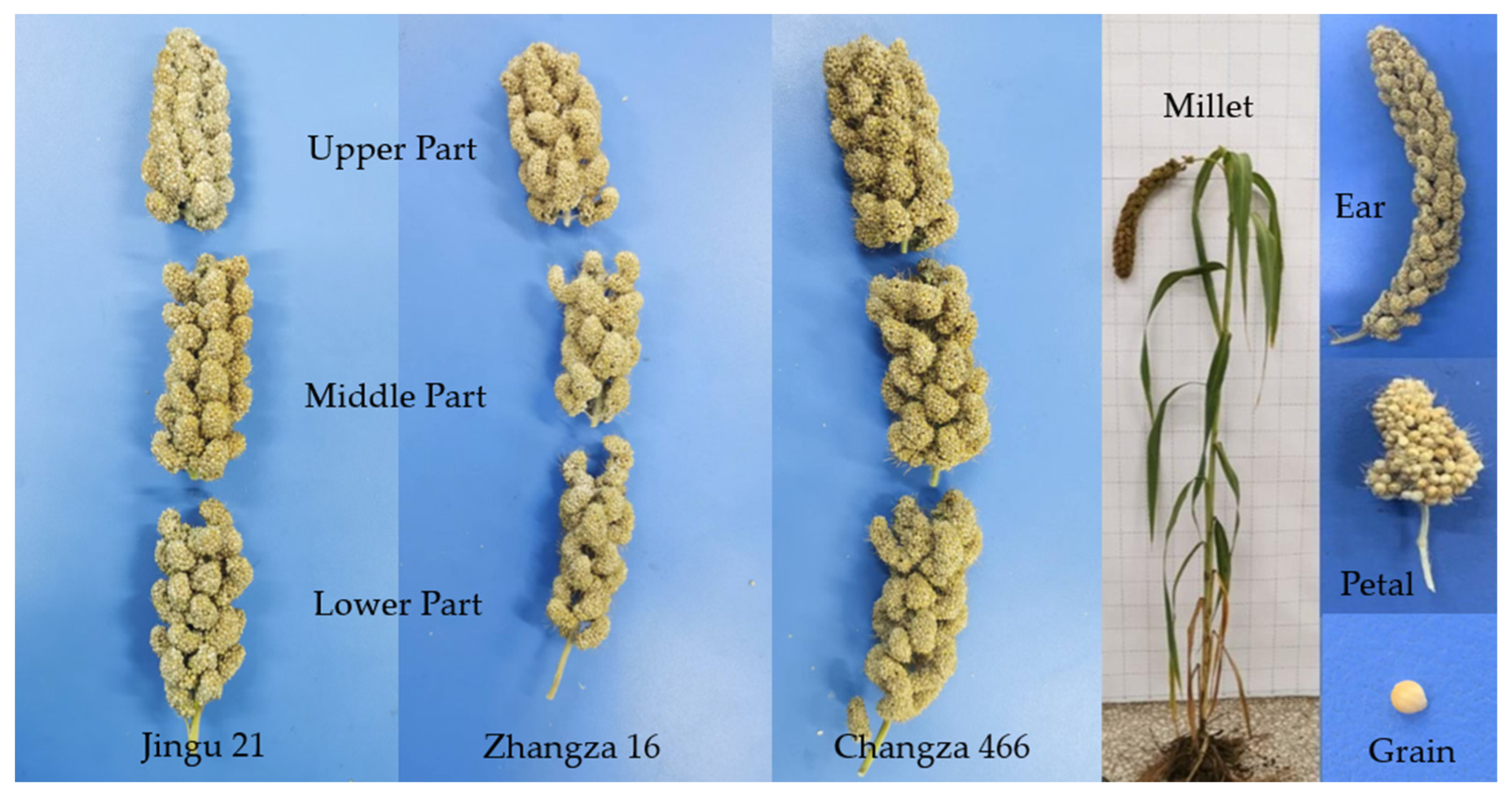 Agriculture 14 01925 g001