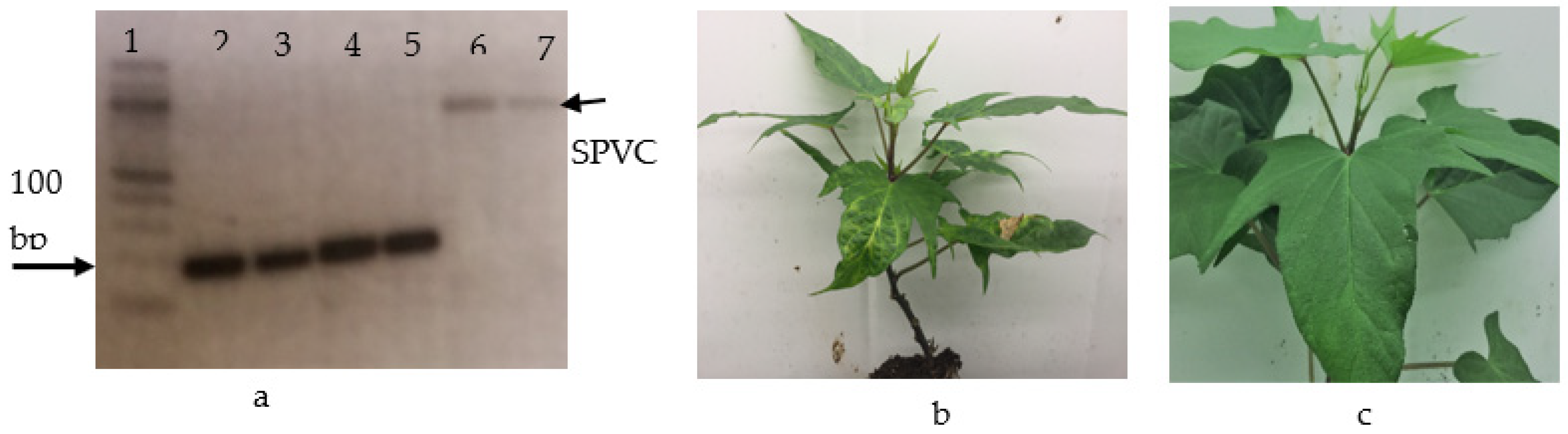 Agriculture 14 01929 g001 Agriculture 14 01929 g001