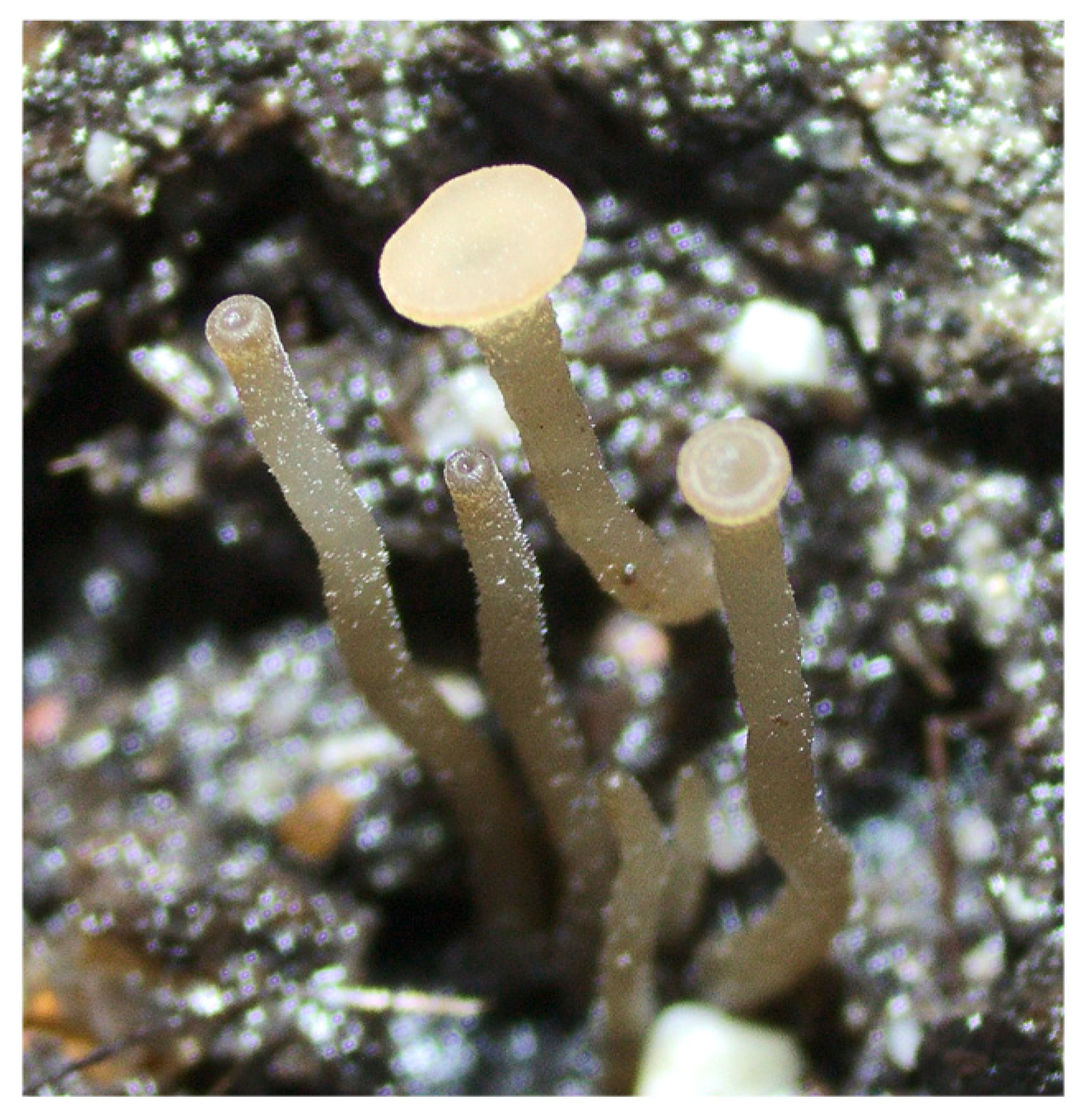 Agriculture 14 01939 g003