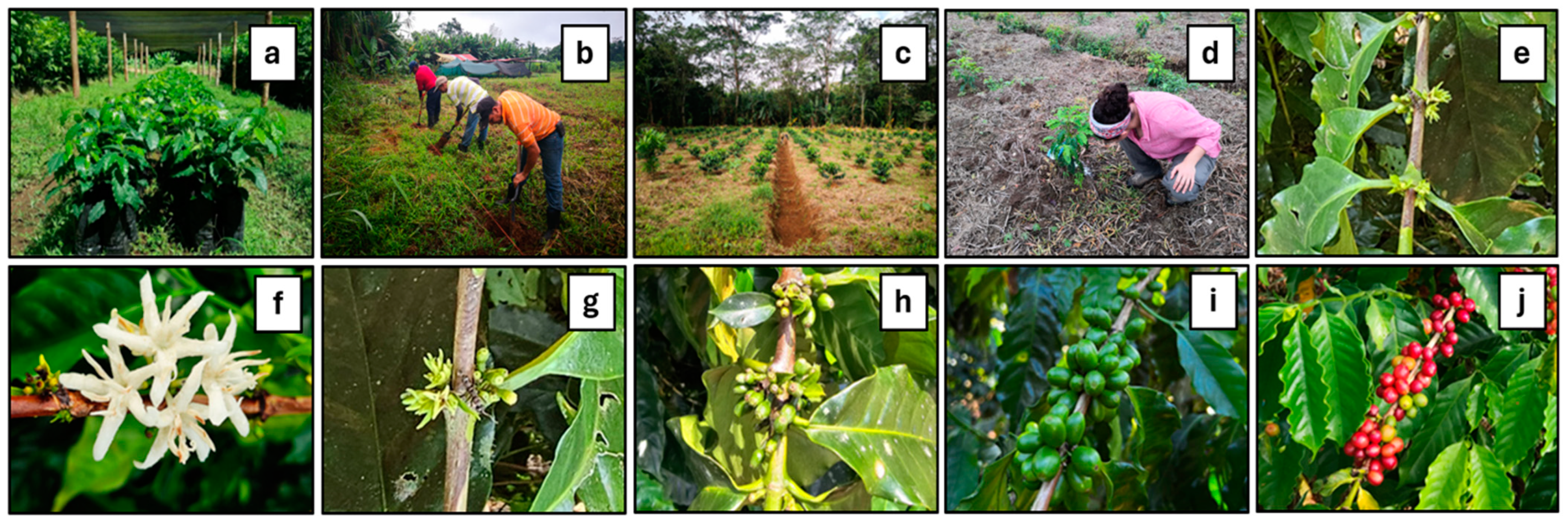 Agriculture 14 01988 g004