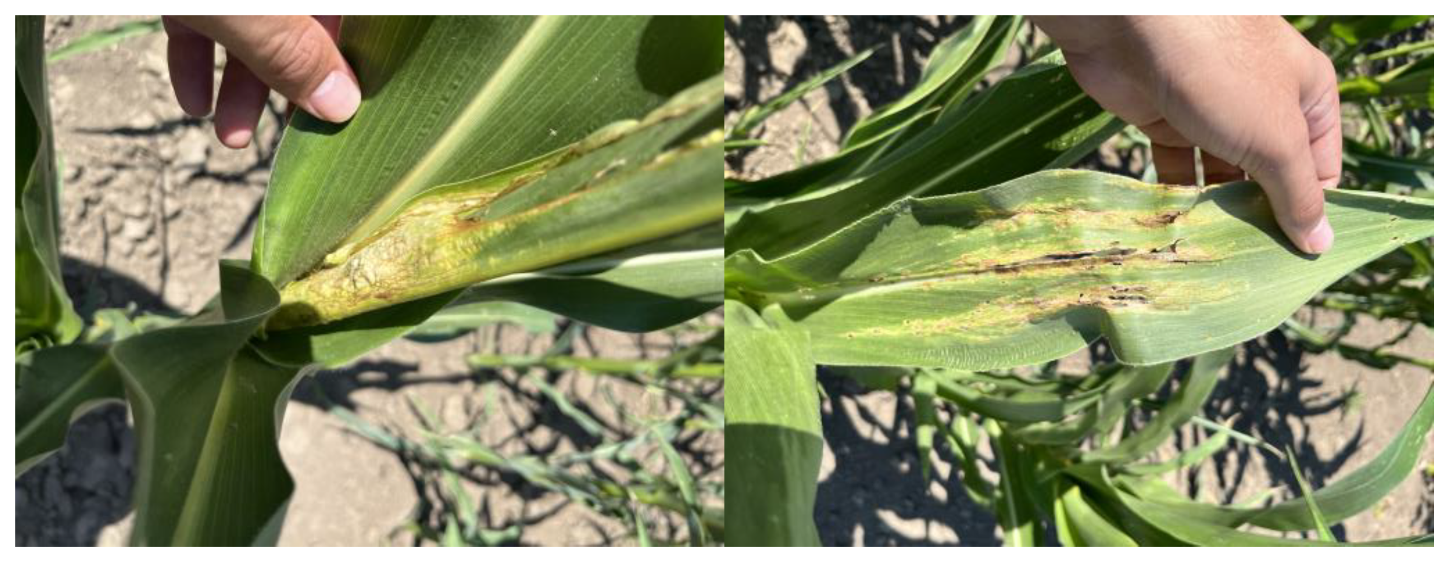 Agriculture 14 02002 g004